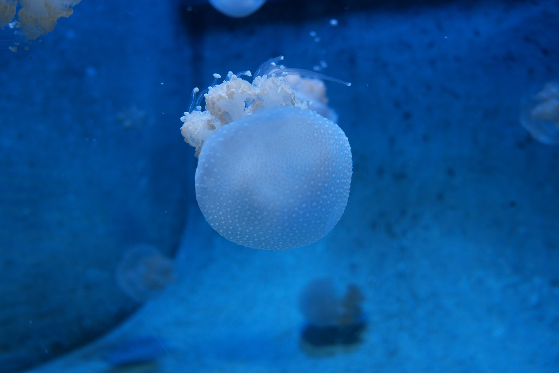 Aquarium of the Pacific