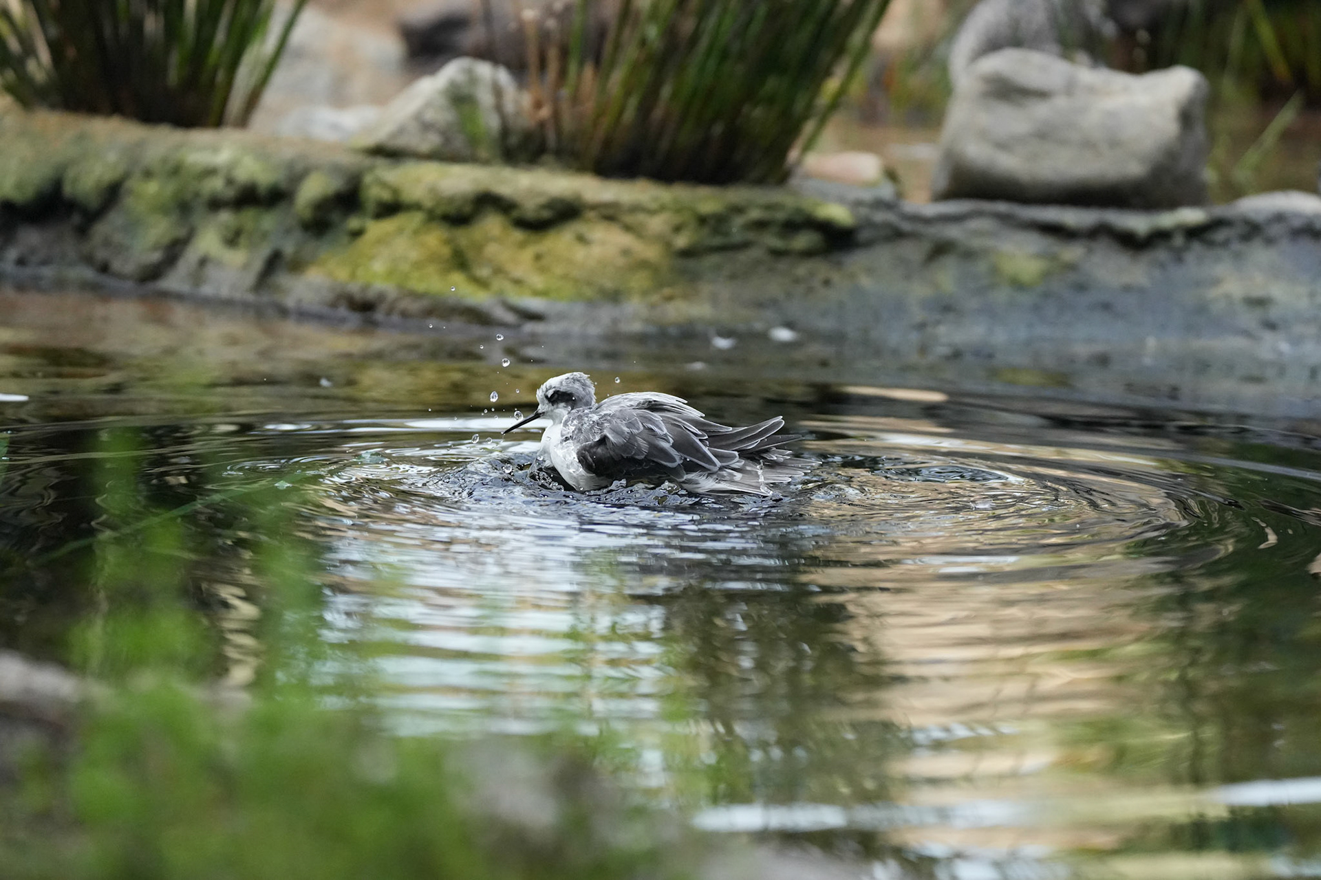 Monterey Bay Aquarium