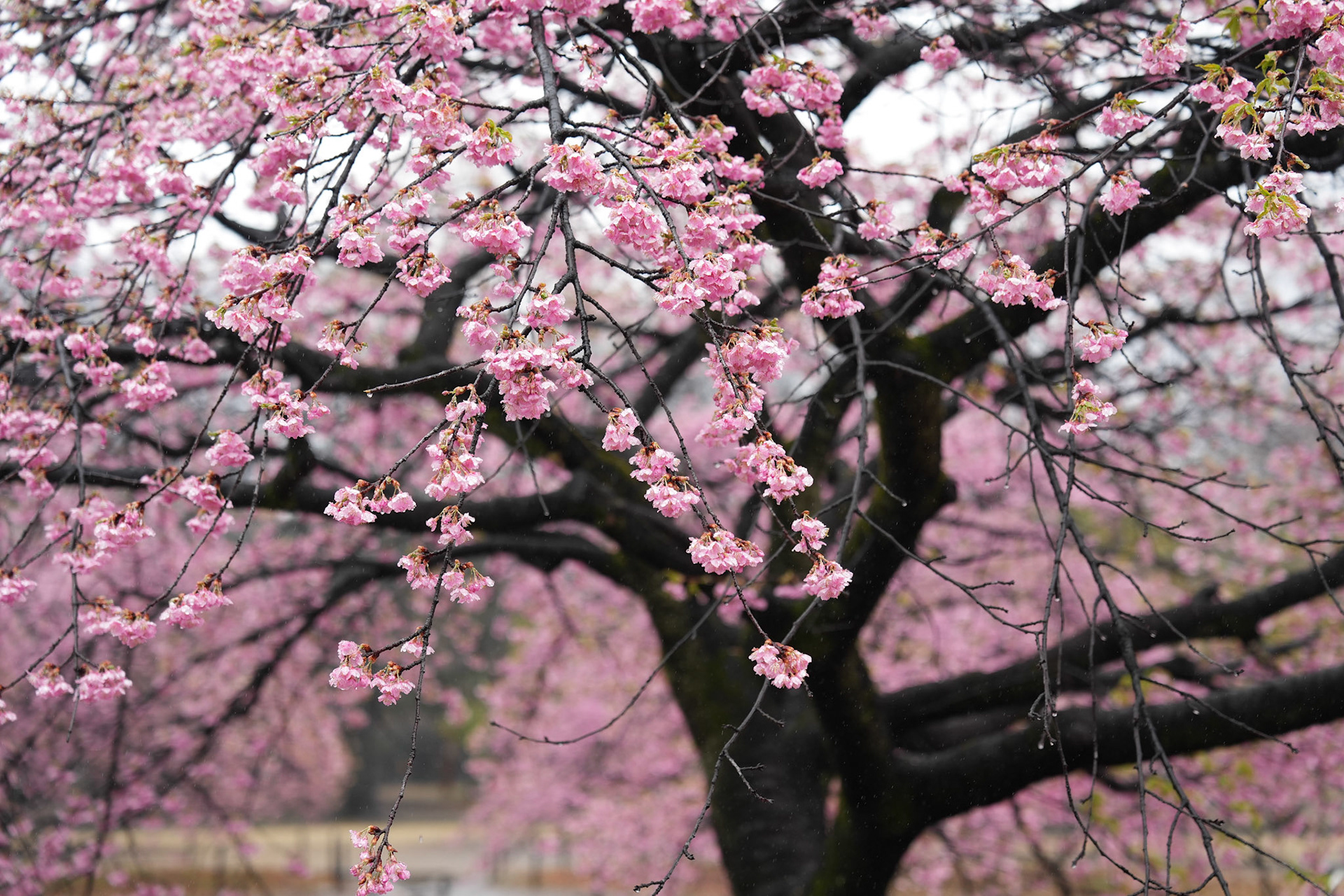 佐々木公園