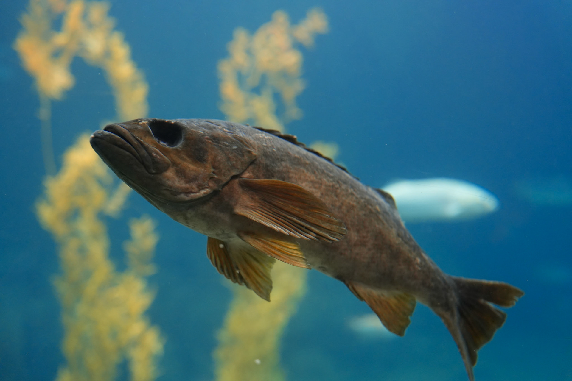 Monterey Bay Aquarium