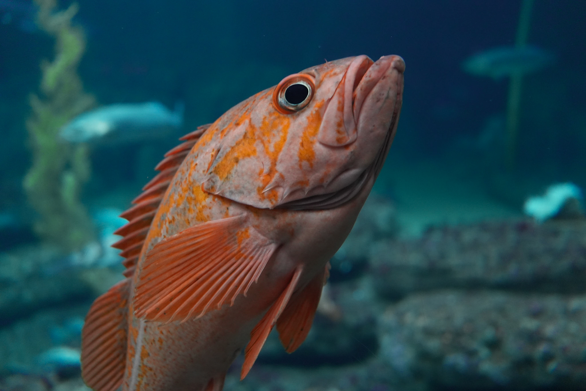 Monterey Bay Aquarium
