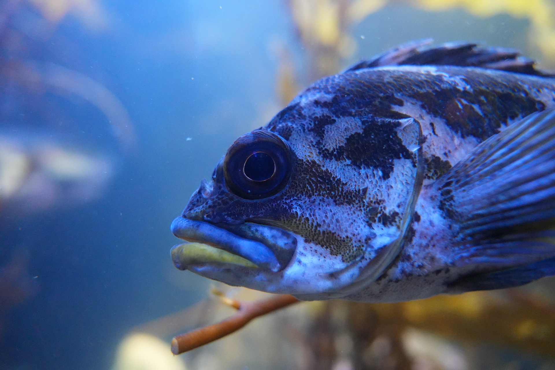 Monterey Bay Aquarium