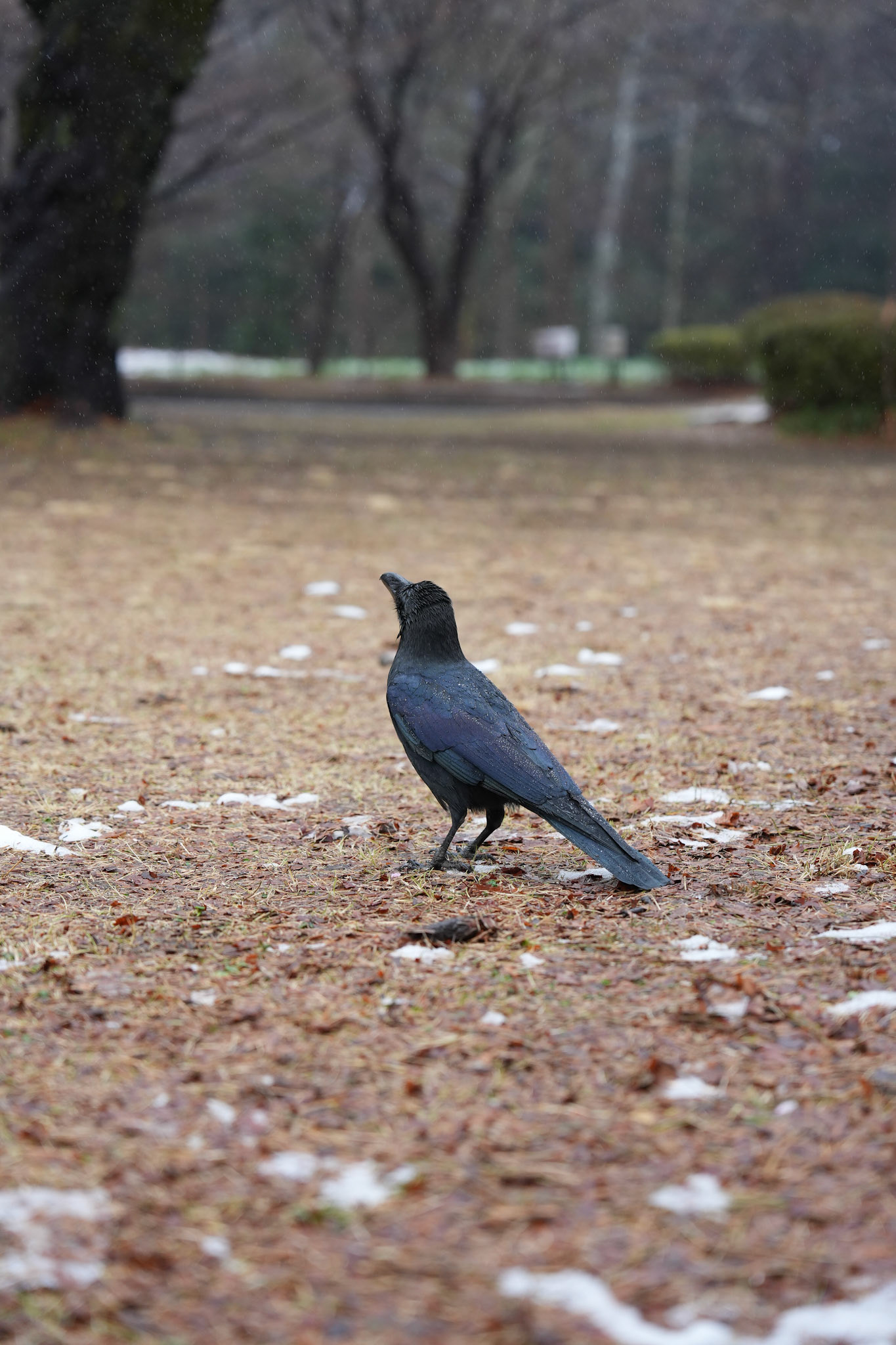 佐々木公園