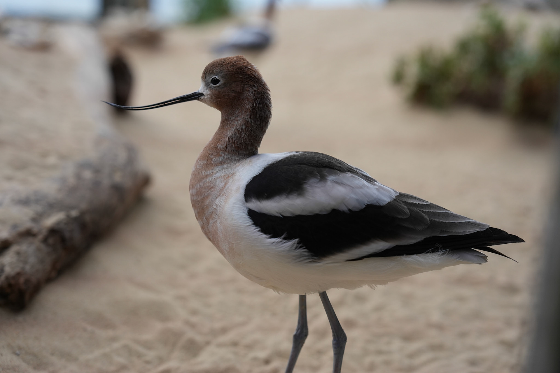 Monterey Bay Aquarium