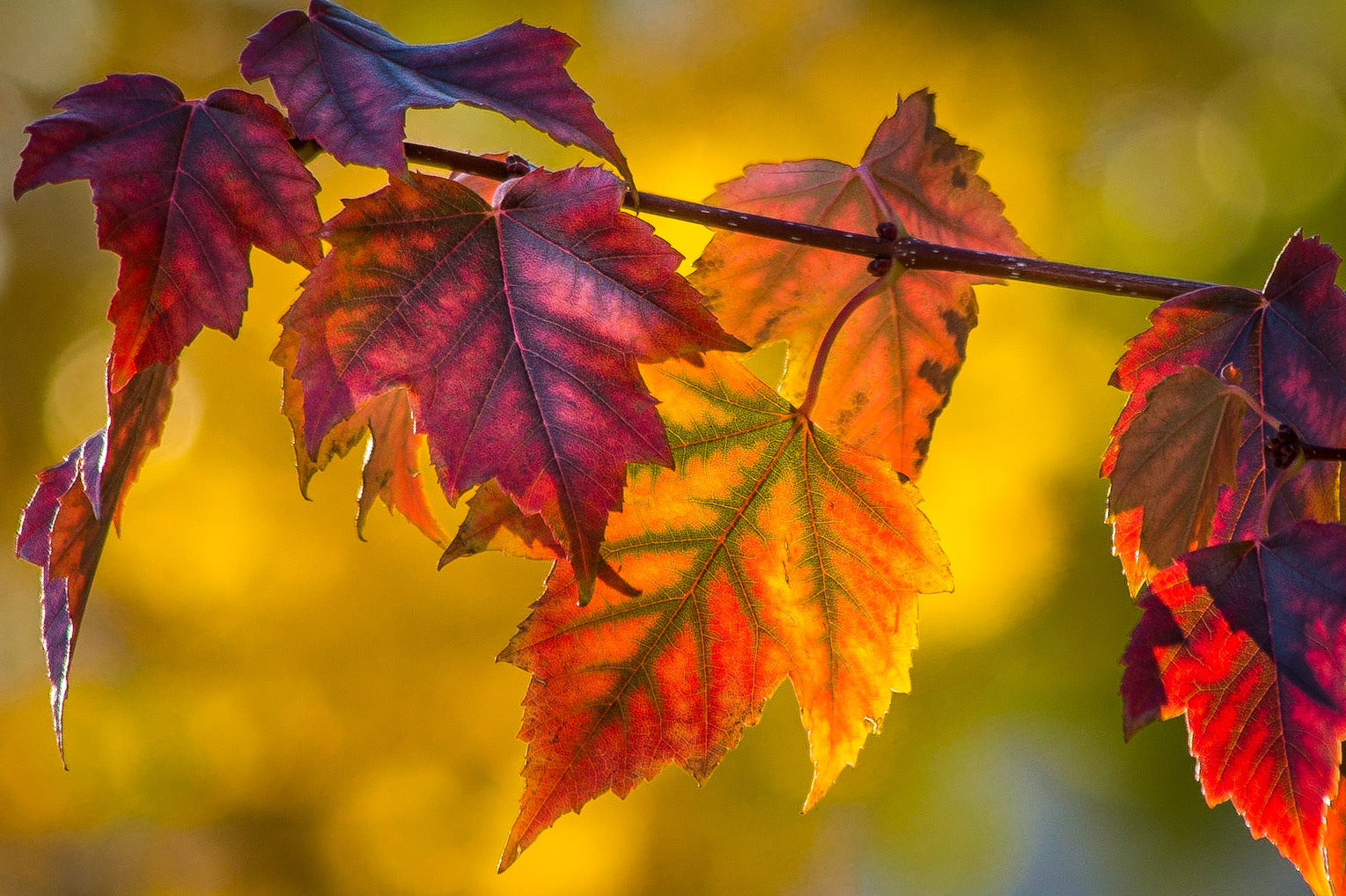 October Glory!