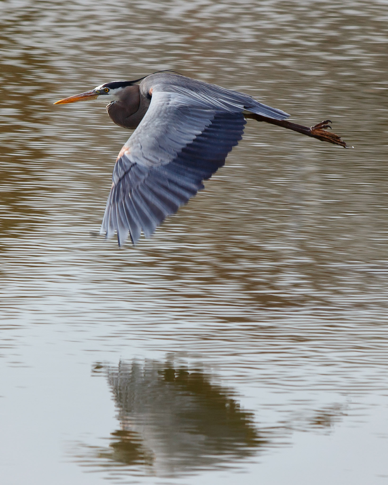 Crane at Stenger!