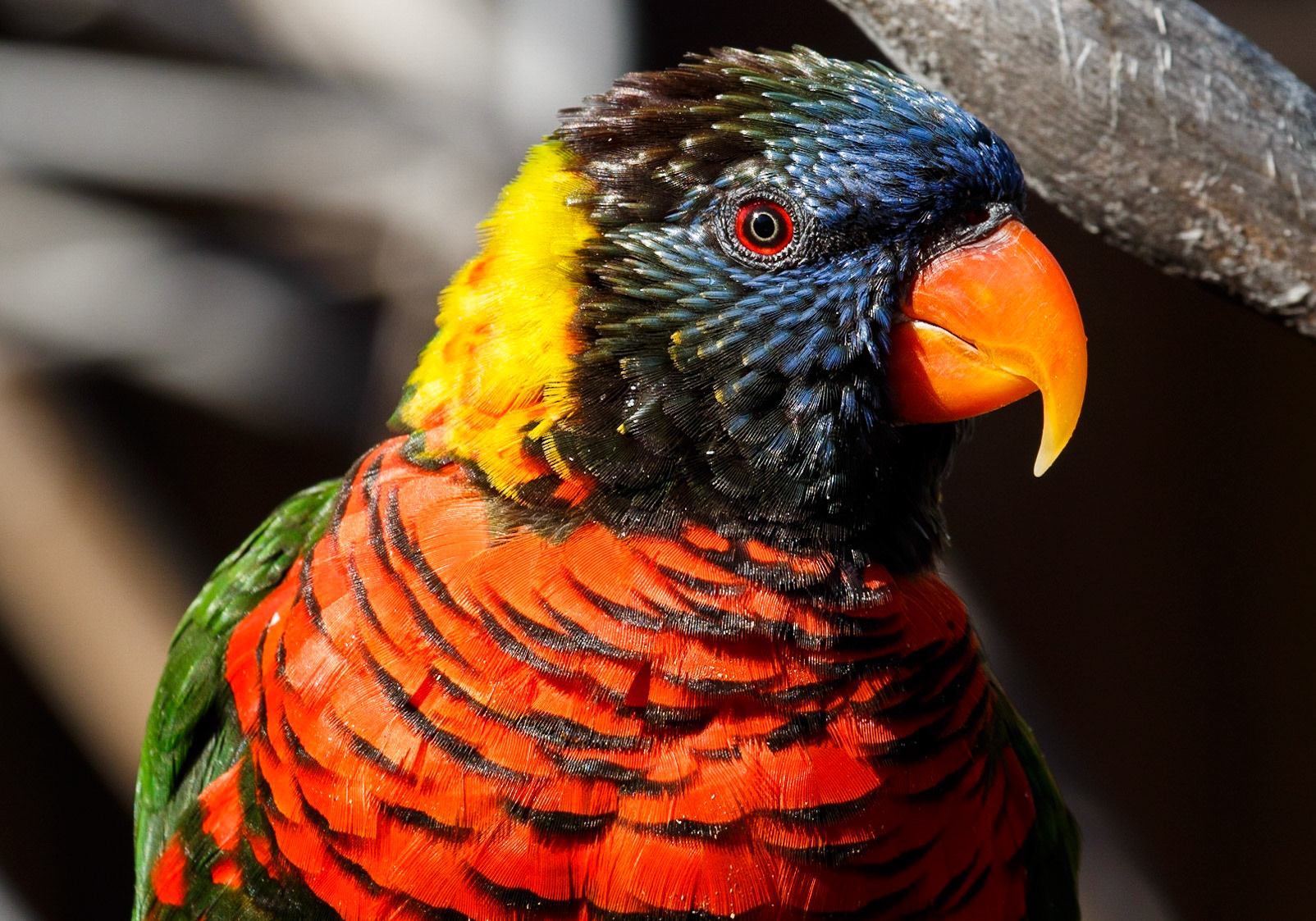 Denver Zoo