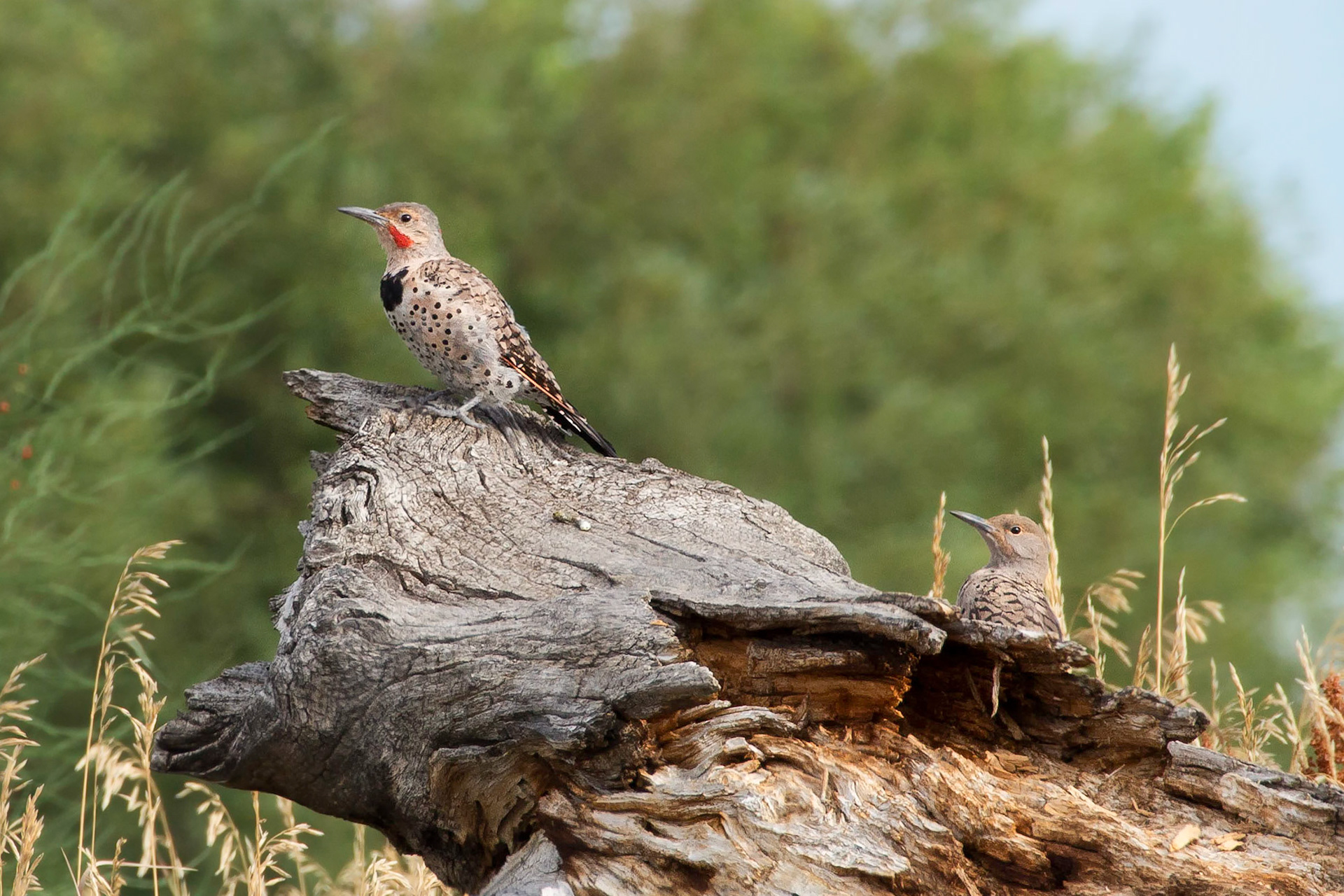 Flickers near