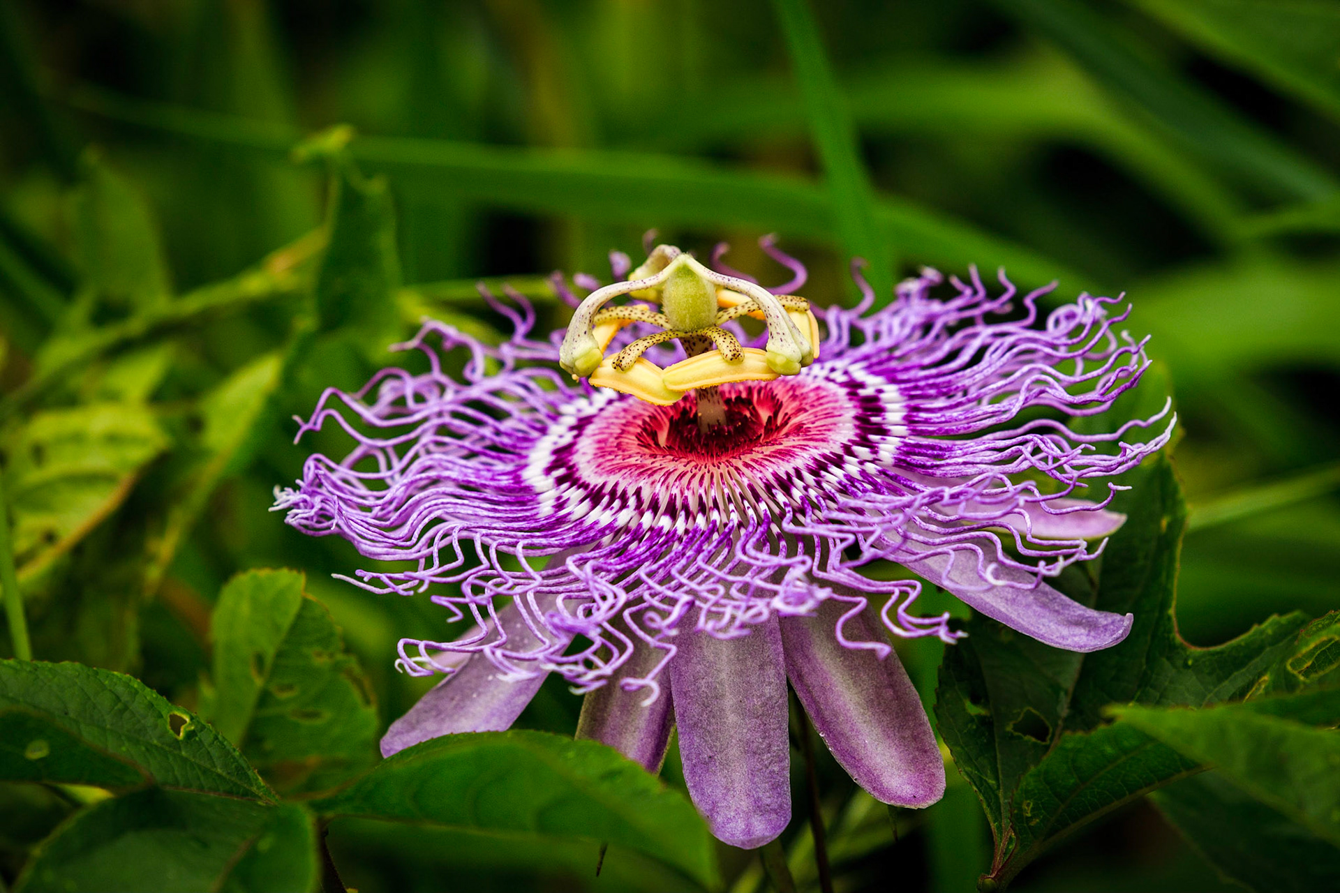 Passion Flower