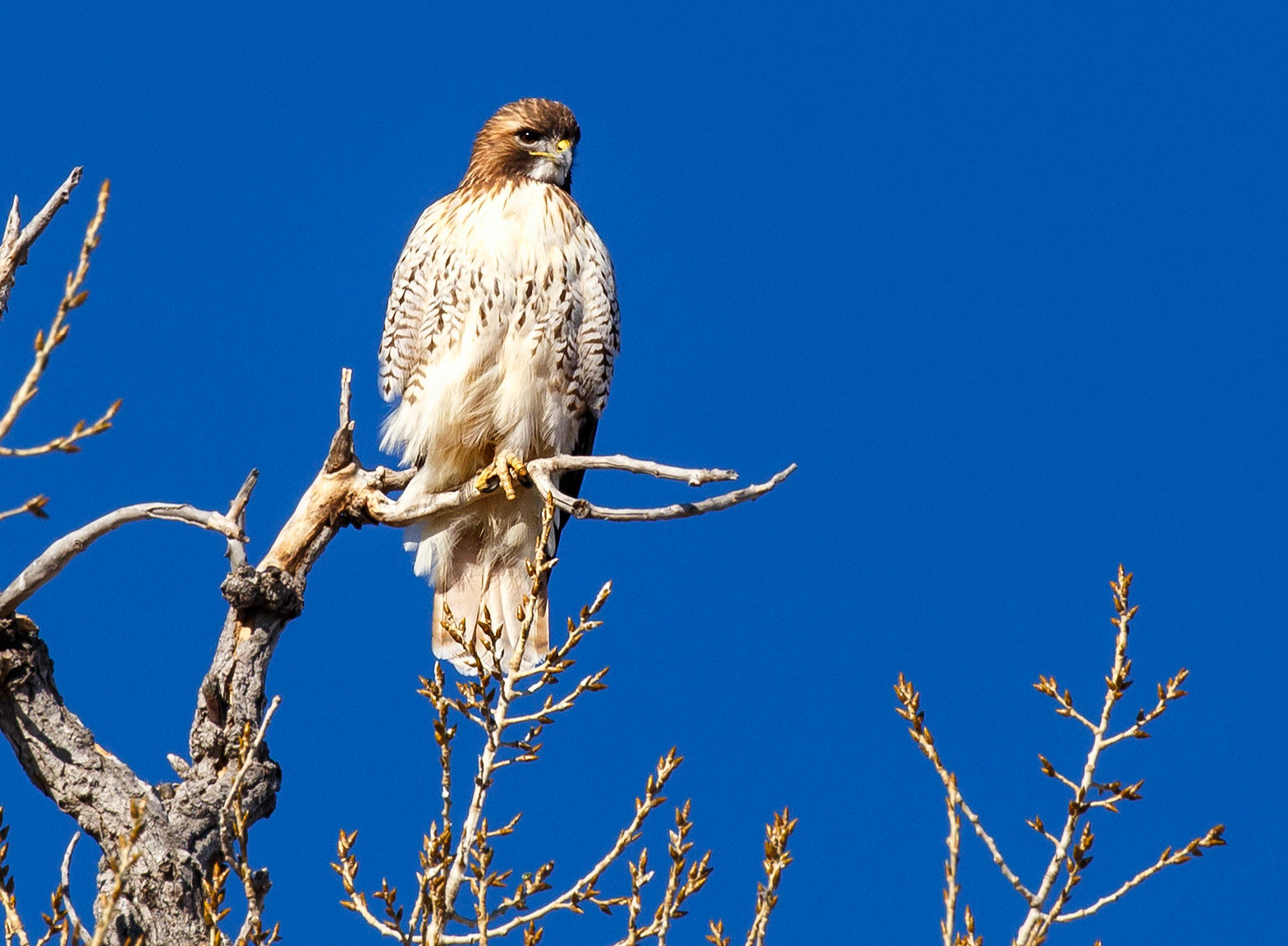 Red Tail Hawk