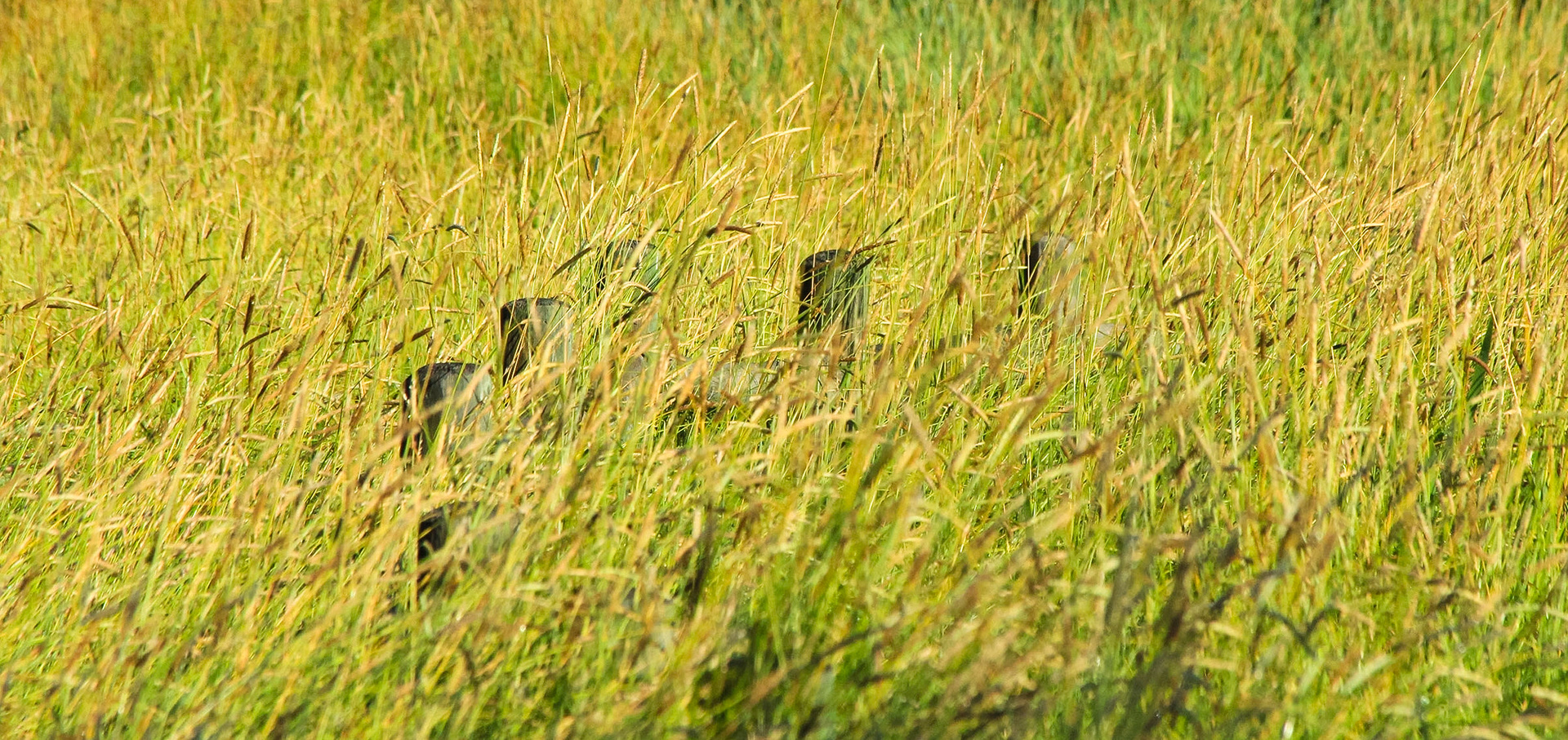 Hidden Fence