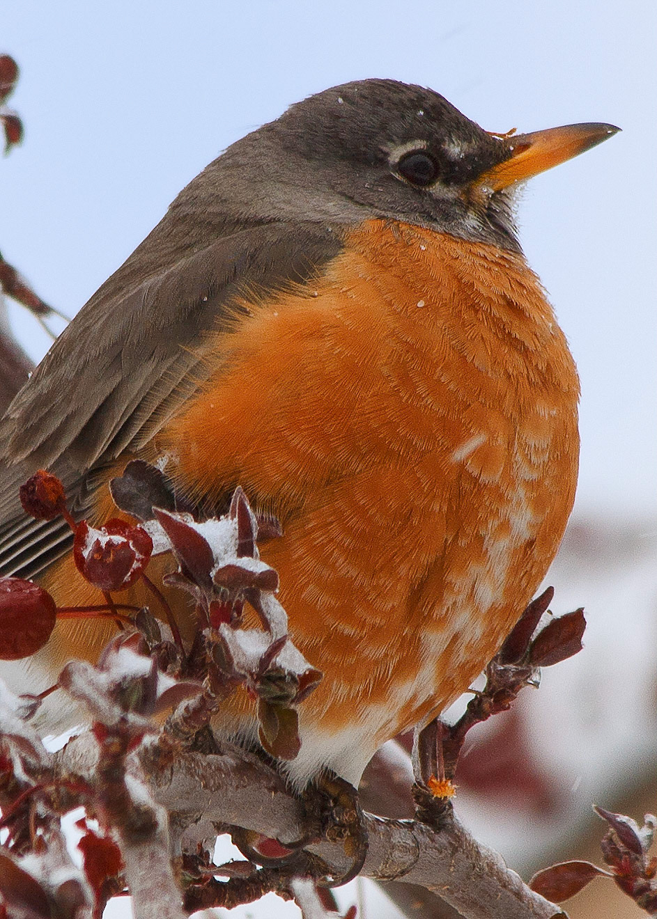 Cold Robin!