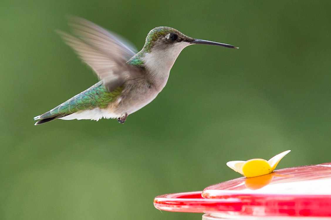 Hummingbird at the Lake!