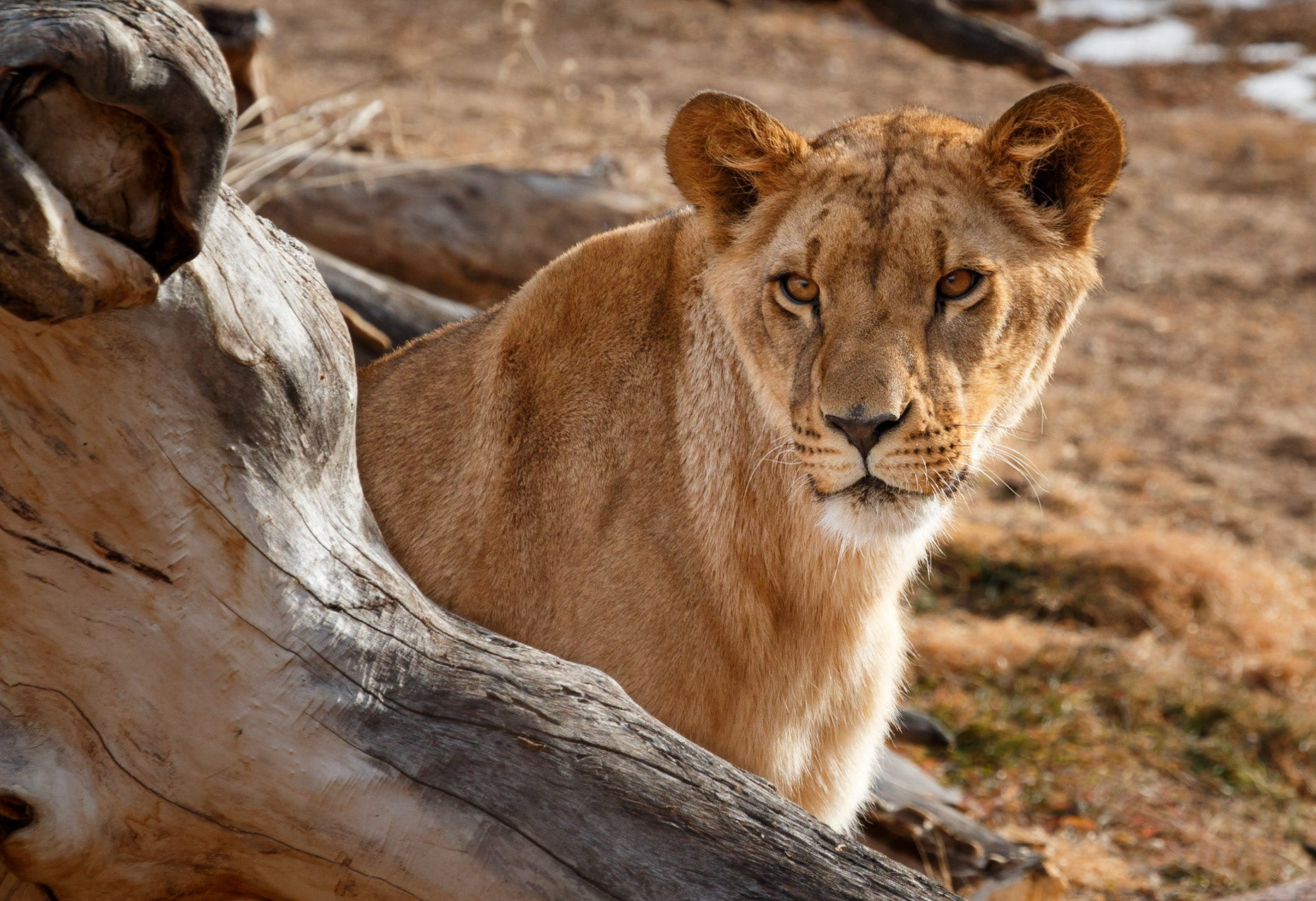 Denver Zoo