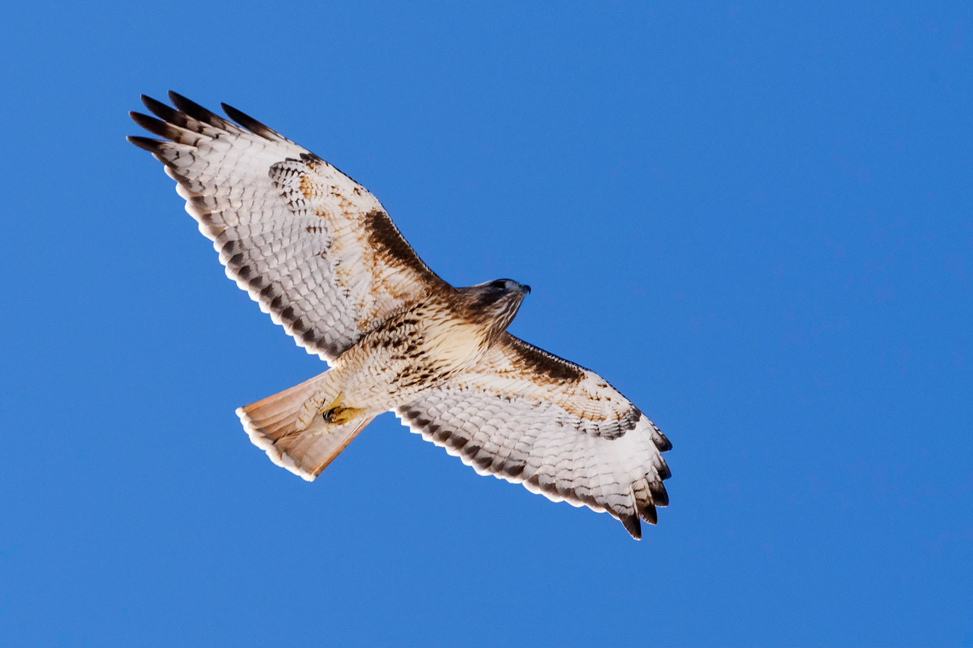 Red Tail Hawk