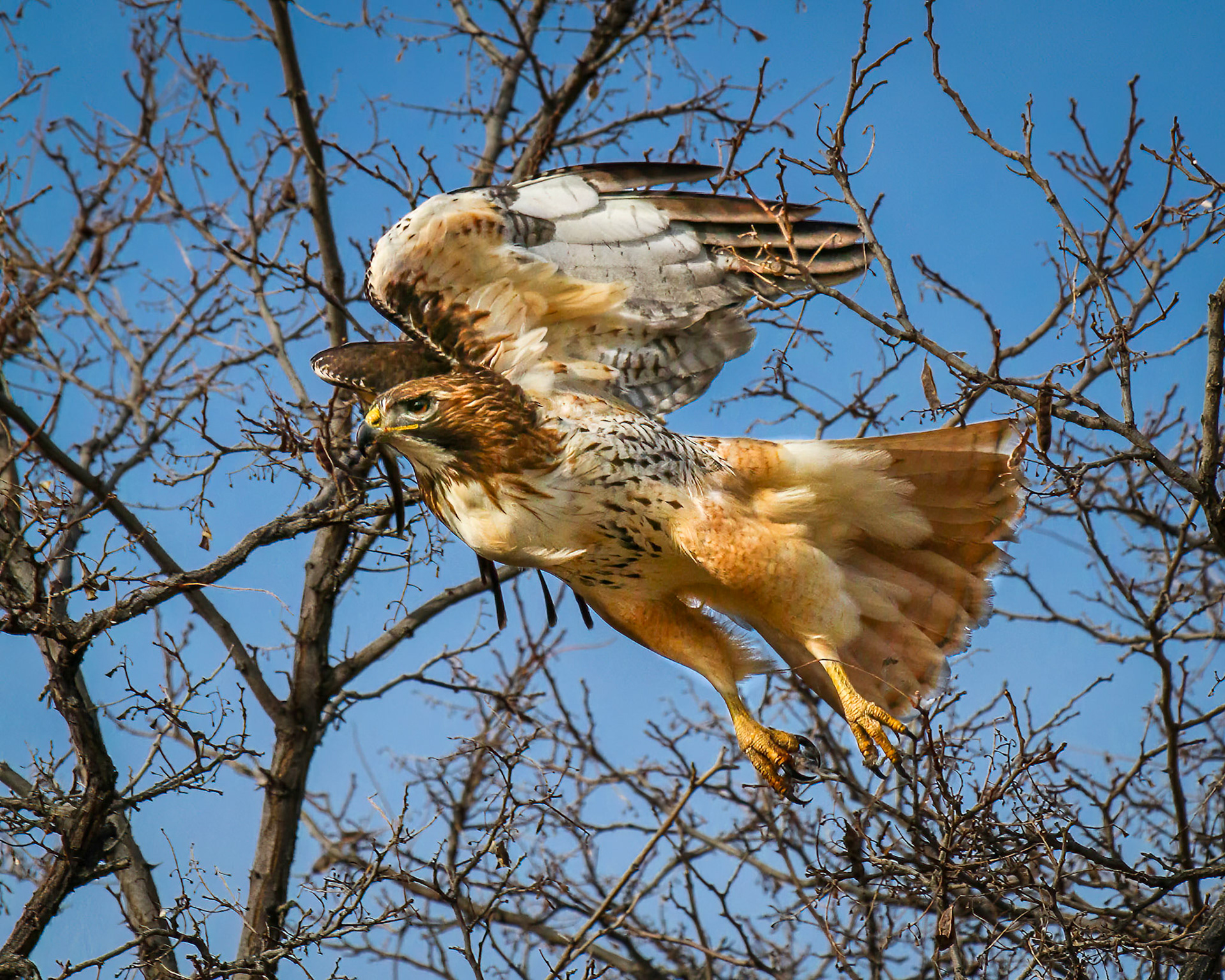 Take Off!