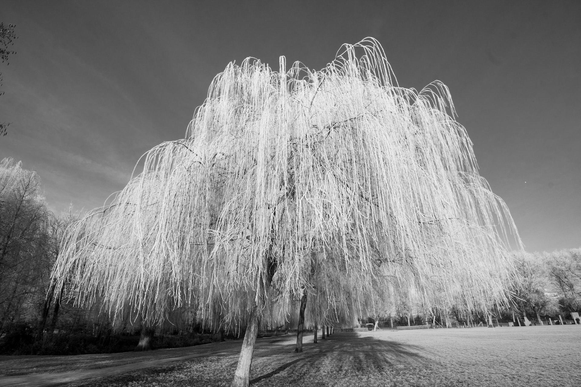 Frozen Willow tree