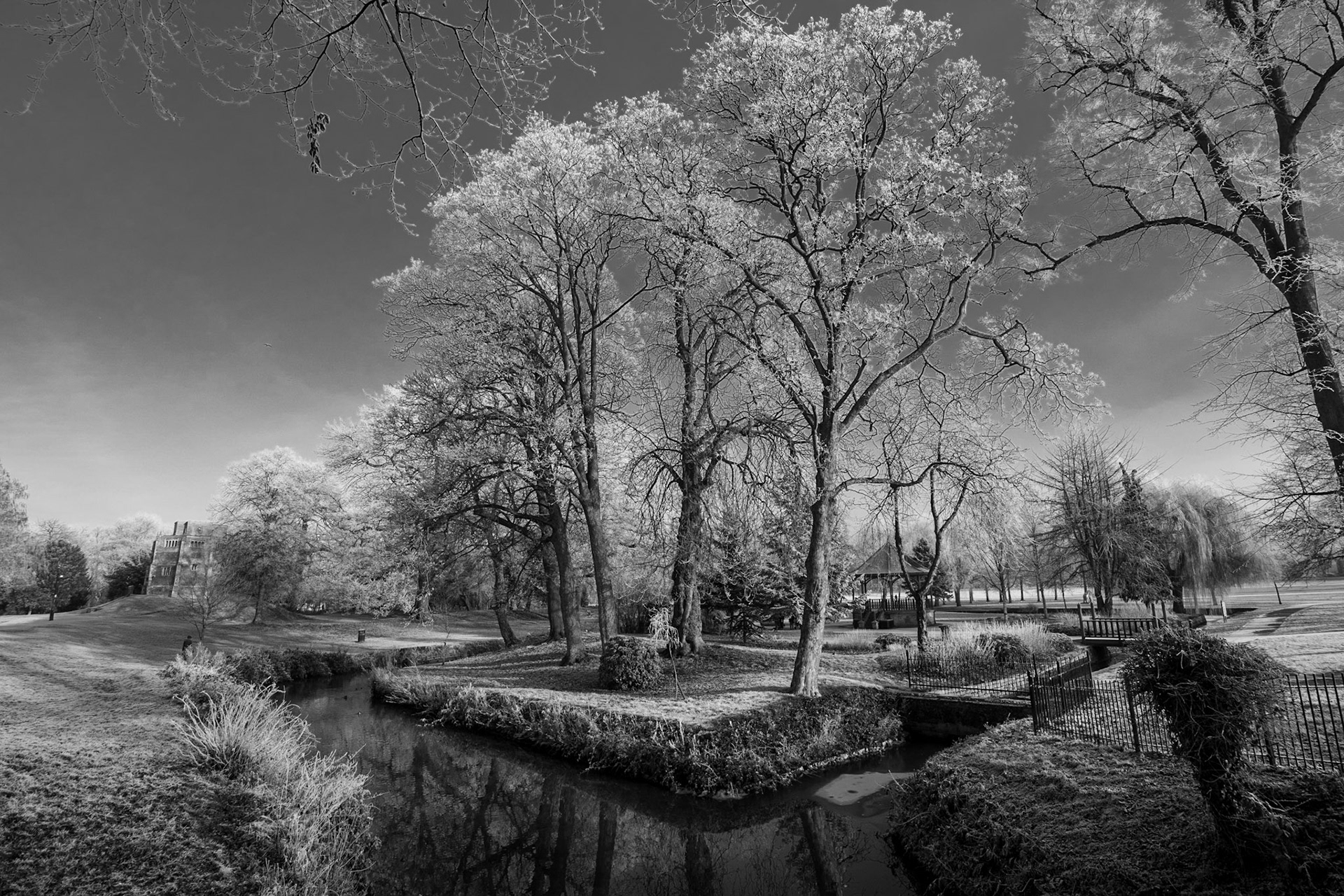 Frozen trees in a local park