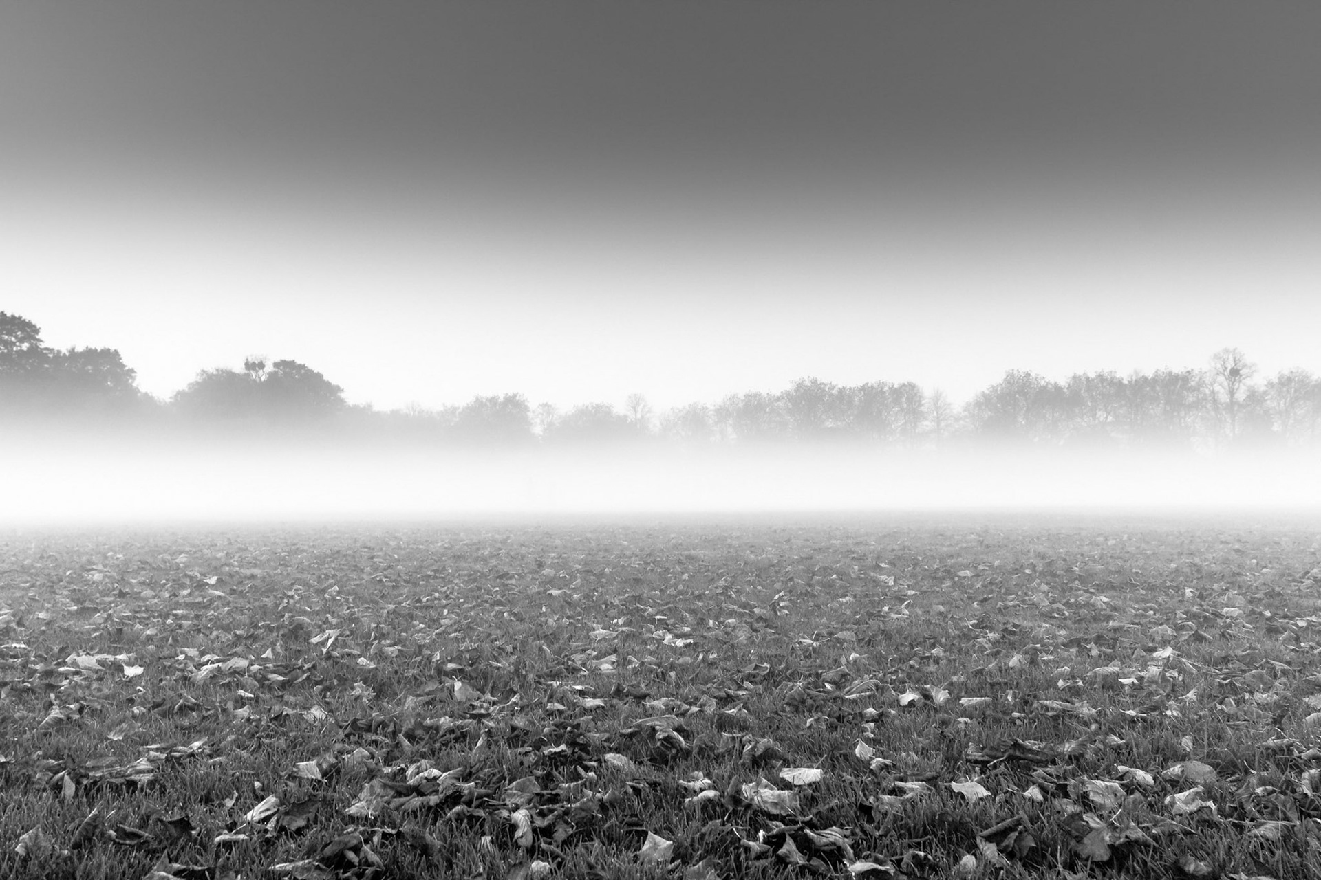 Mist over Field in evening