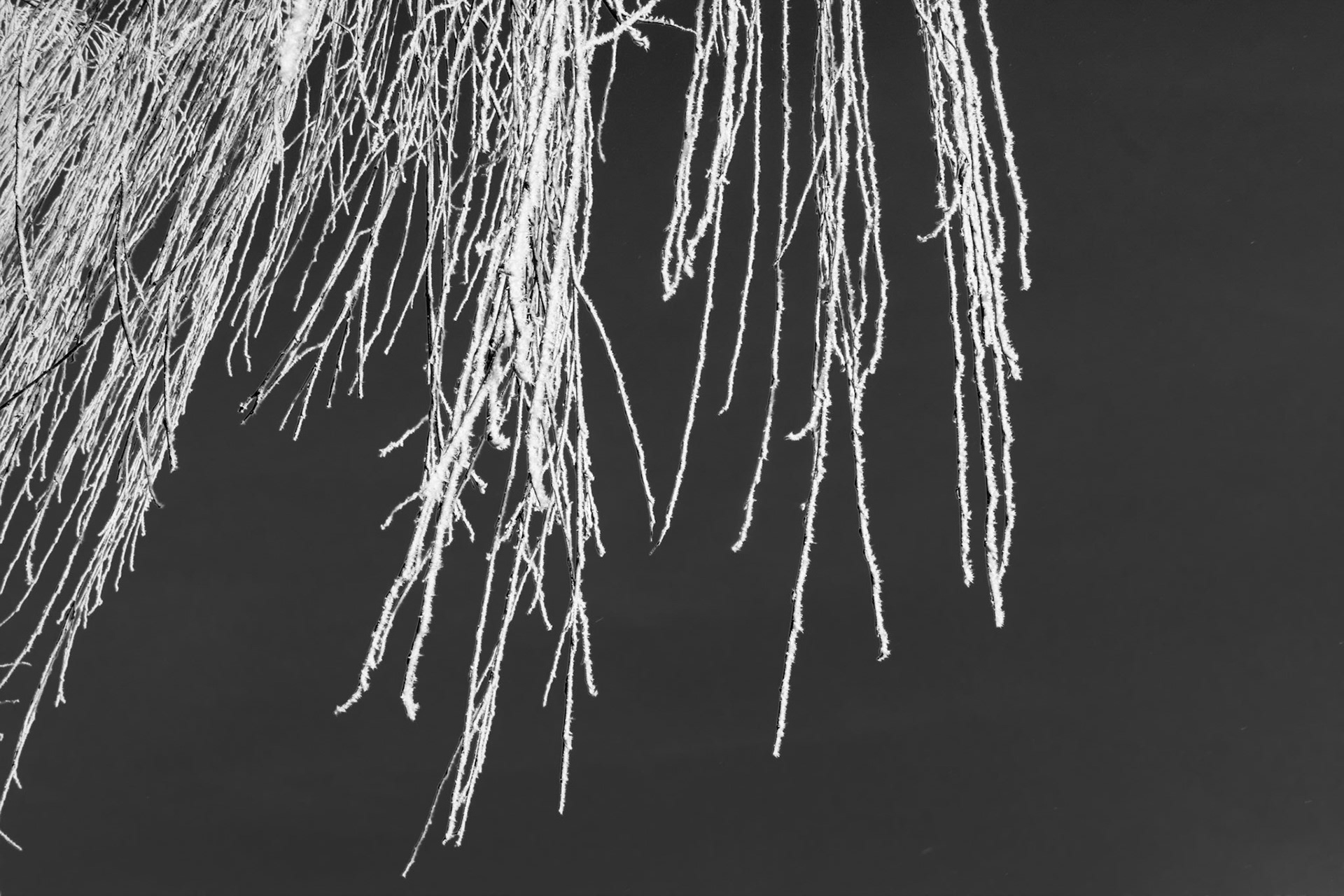 Frozen fronds of a Willow tree