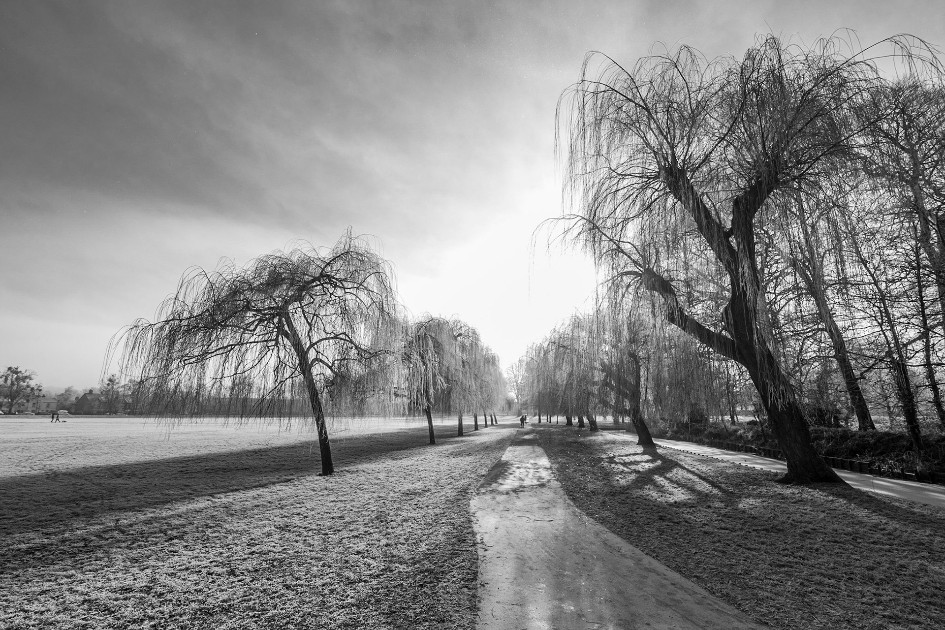 Sun through a frozen landscape