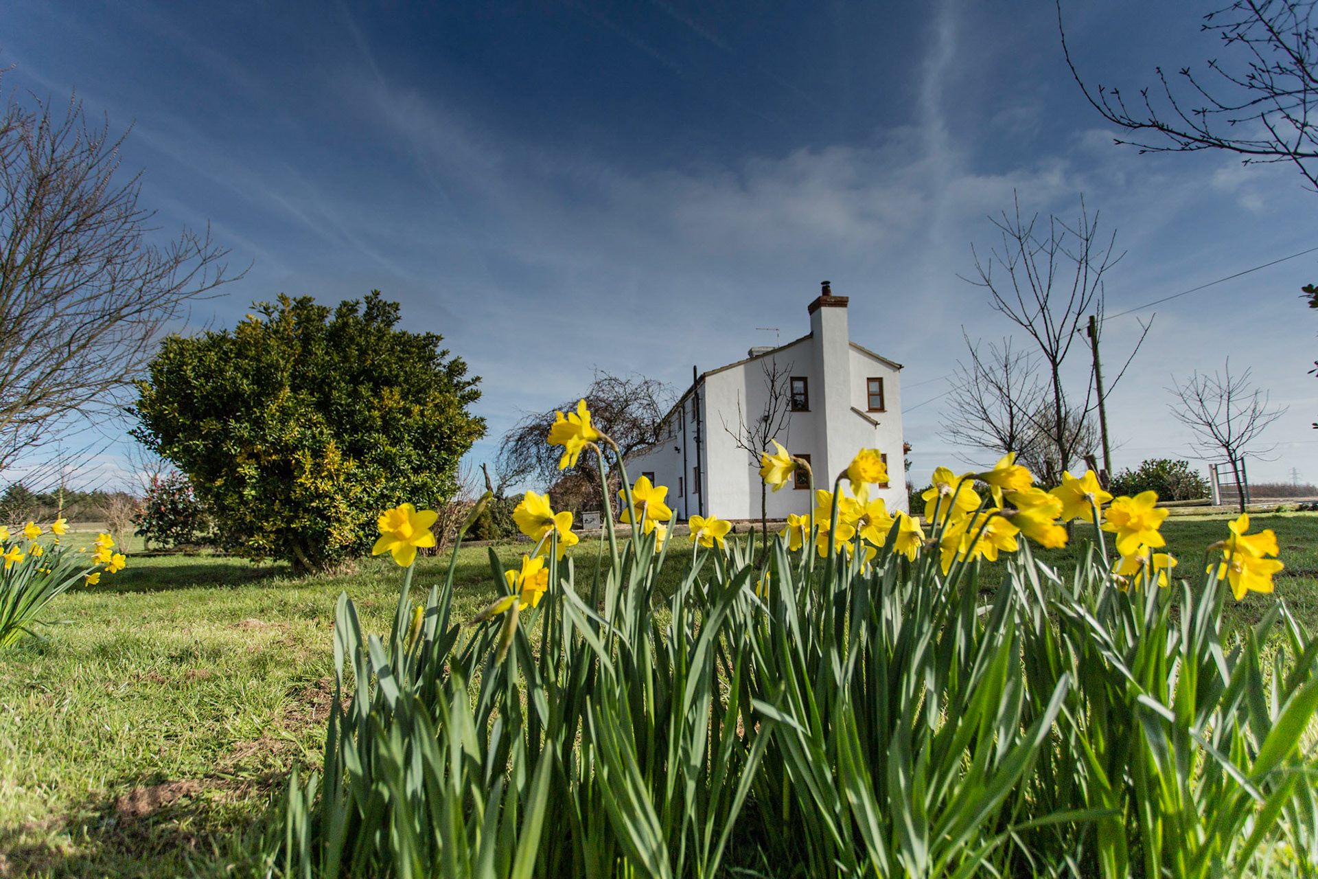 Daffodils bordering a Cottage