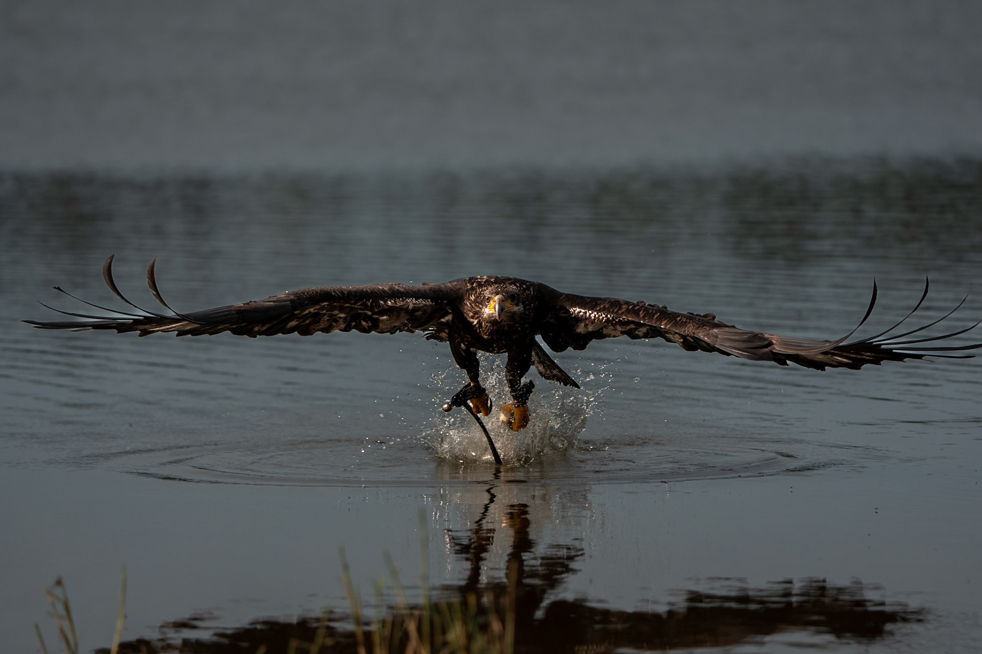 Orel bělohlavý Junior Edie 3 roky