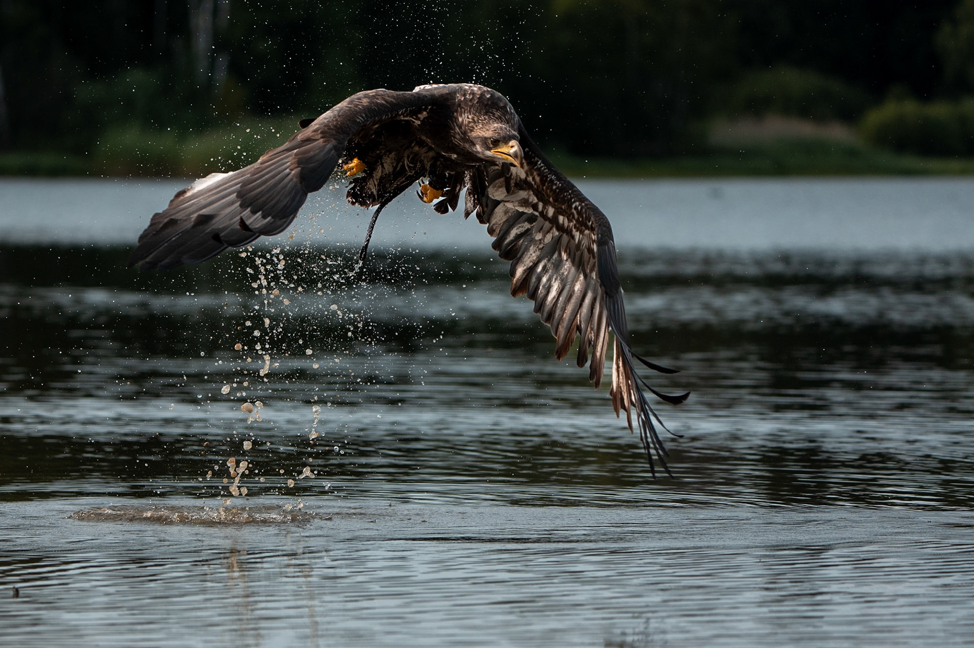 Orel bělohlavý Junior Edie 3 roky
