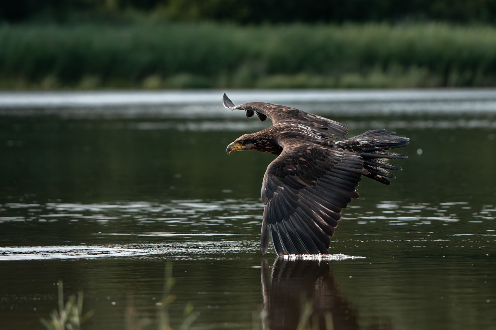 Orel bělohlavý Junior Edie 3 roky