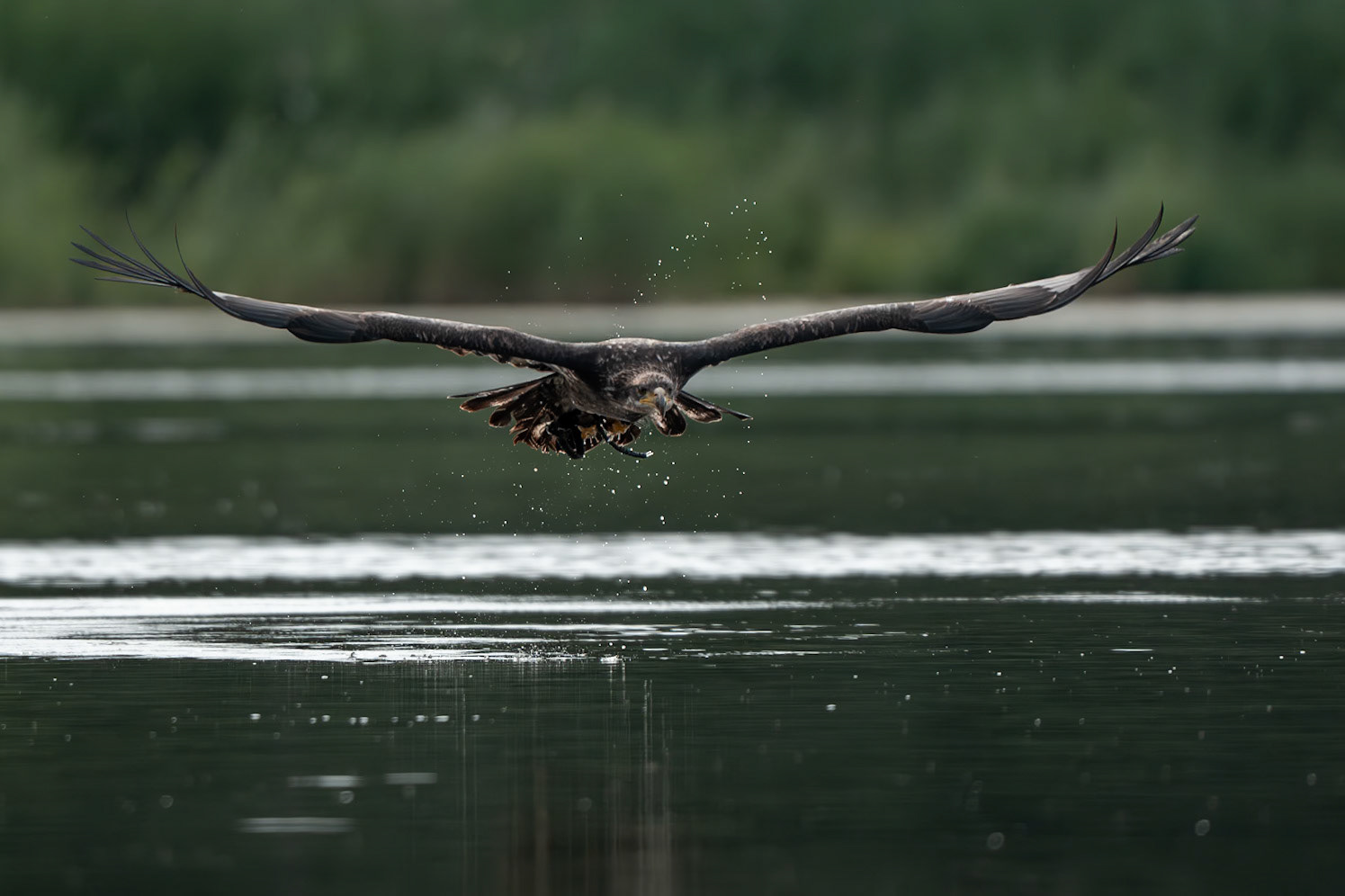 Orel bělohlavý Junior Edie 3 roky