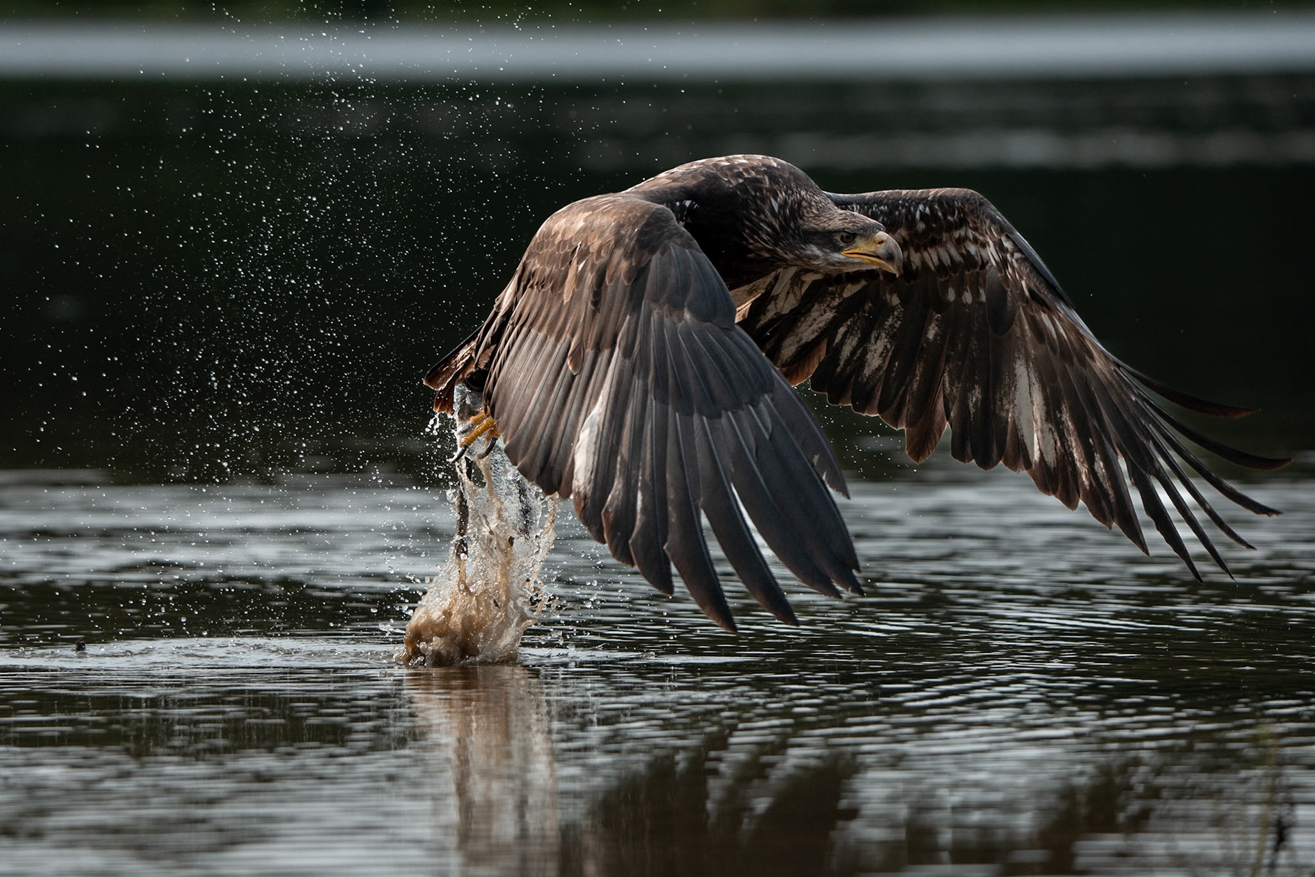 Orel bělohlavý Junior Edie 3 roky