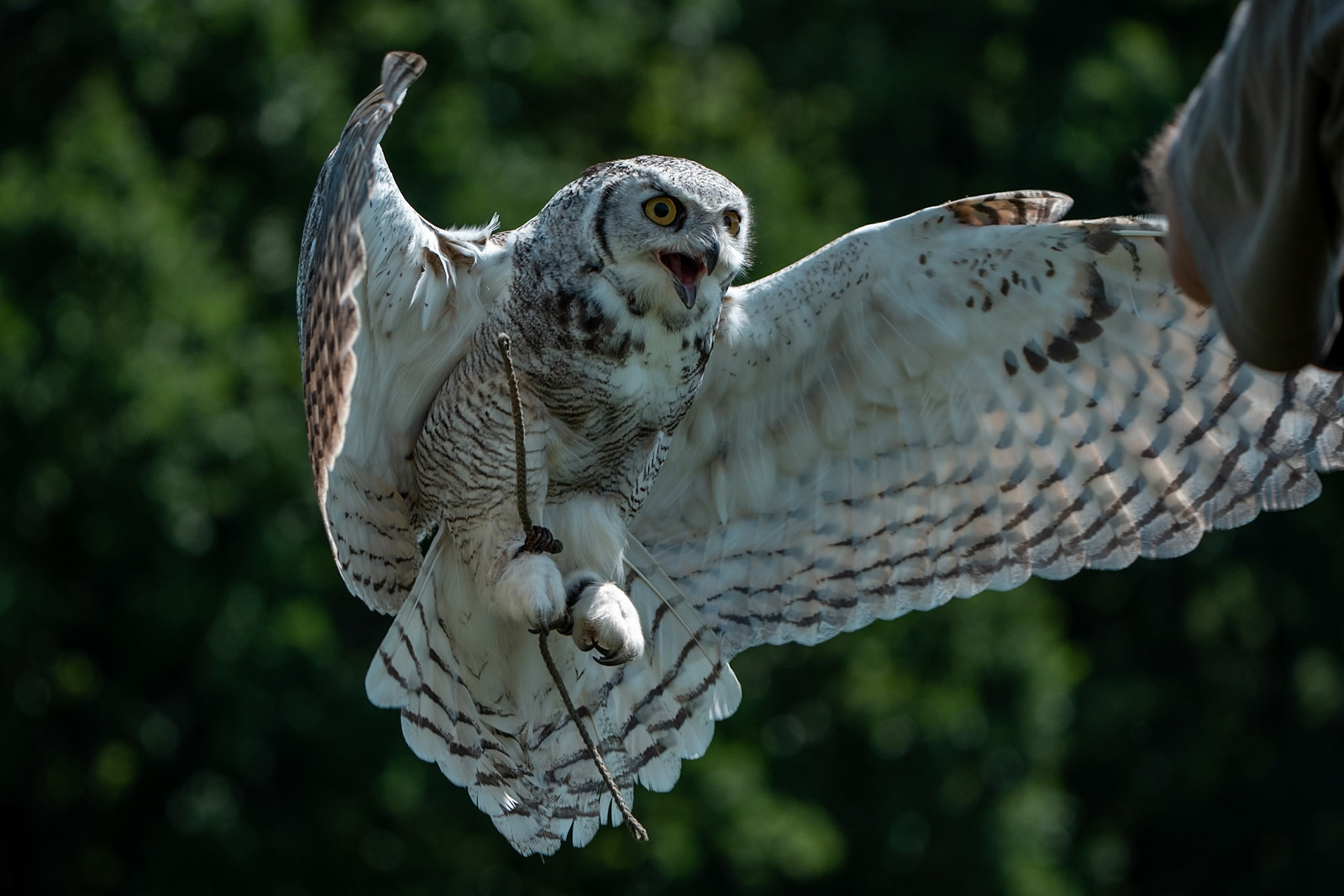 Výr virginský Viky, 13 let