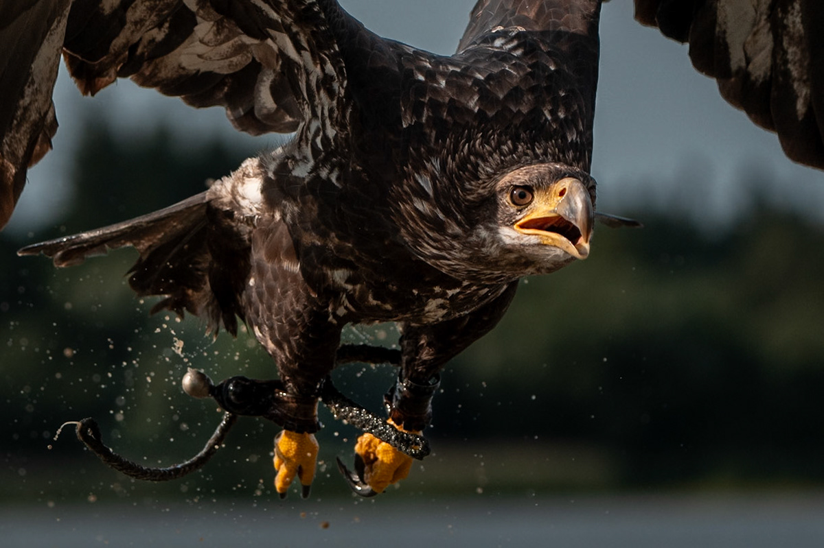 Orel bělohlavý Junior Edie 3 roky
