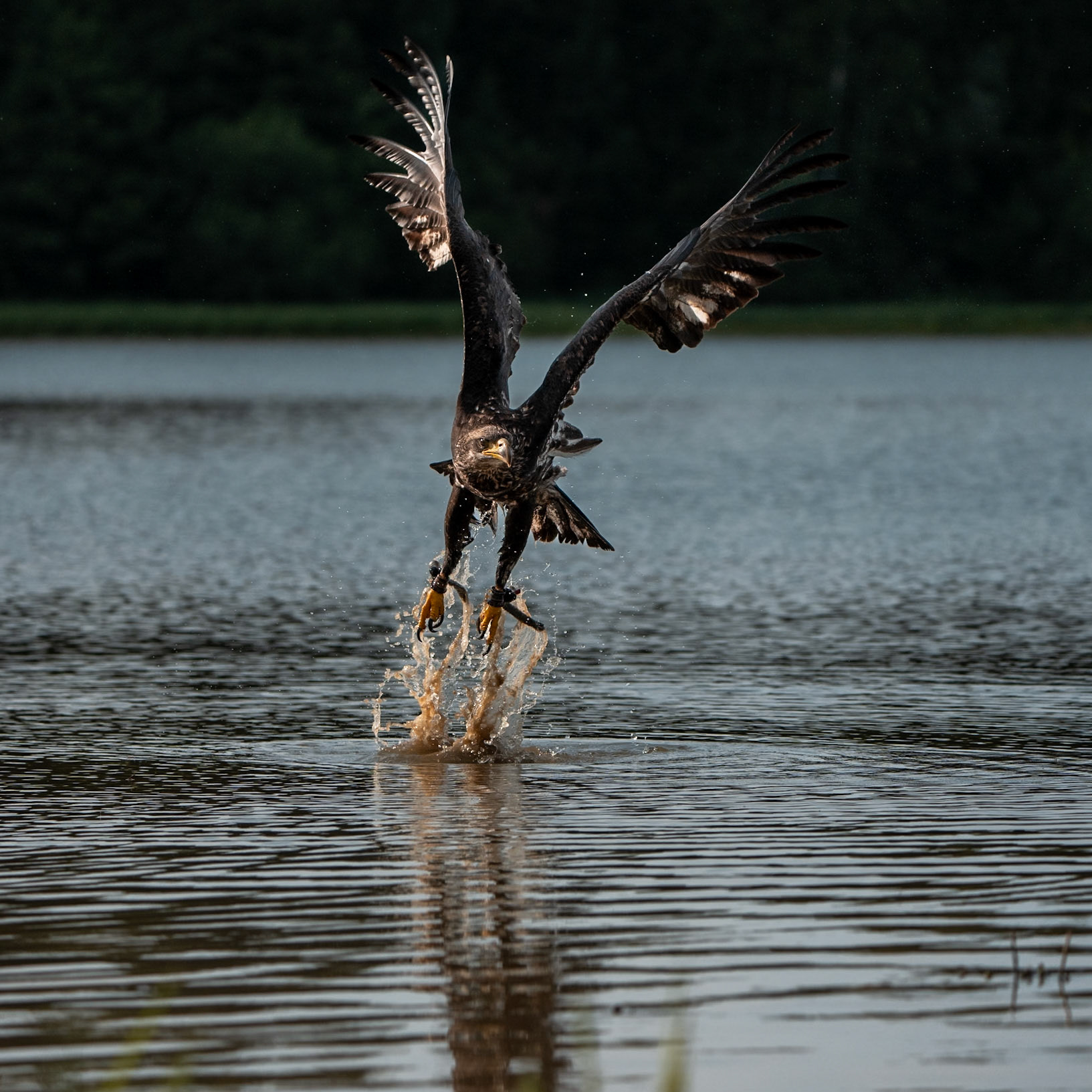 Orel bělohlavý Junior Edie 3 roky