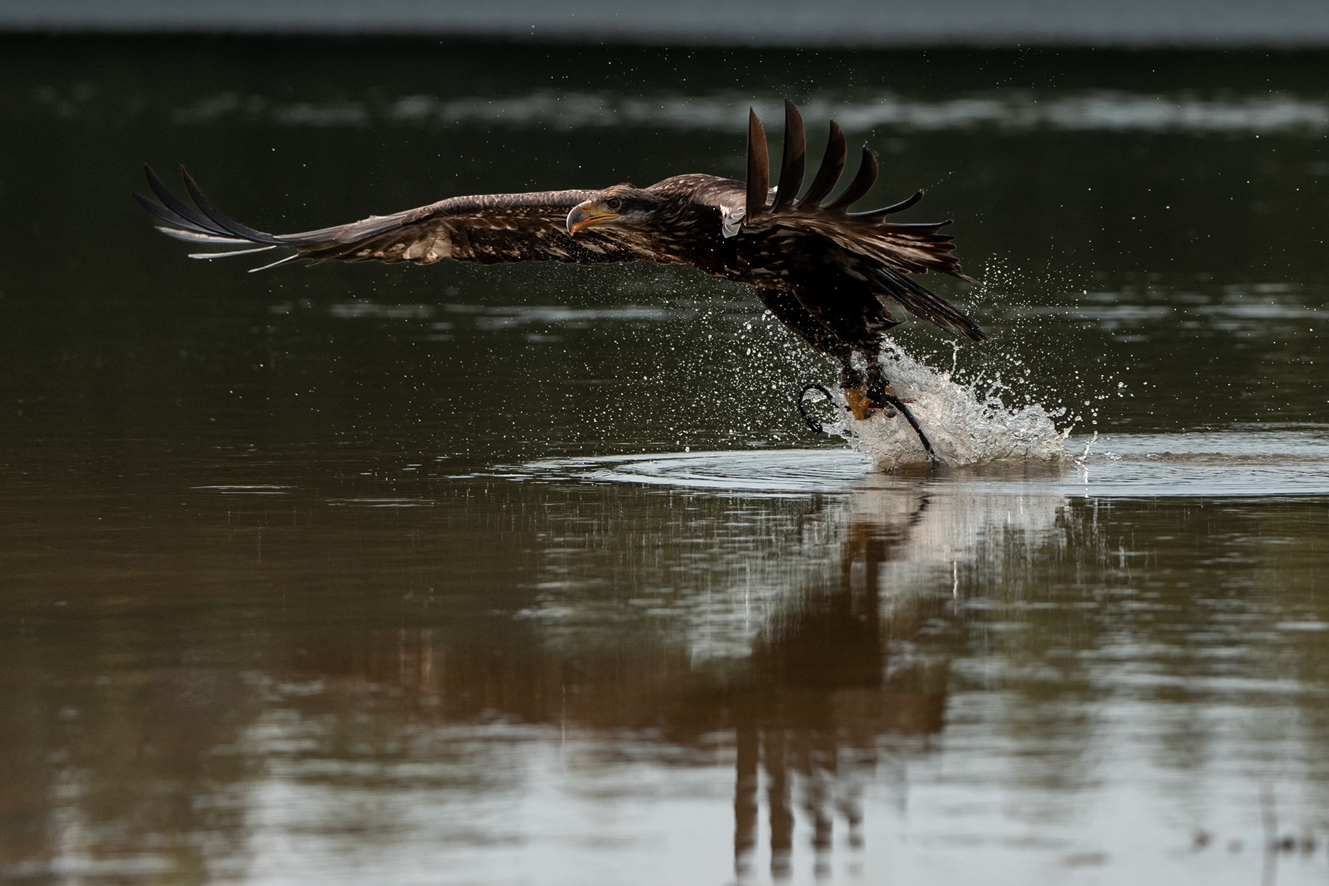Orel bělohlavý Junior Edie 3 roky