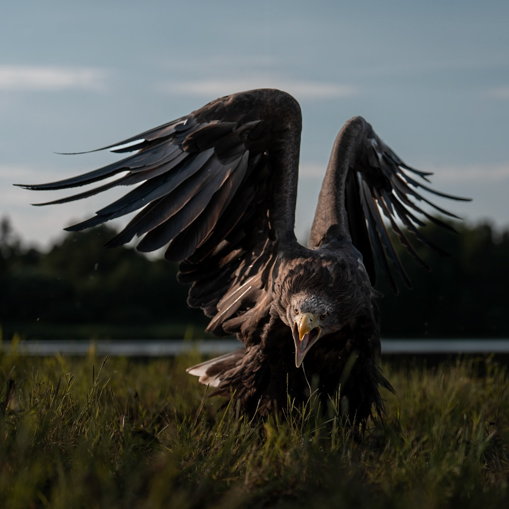 Orel bělohlavý Junior Edie 3 roky
