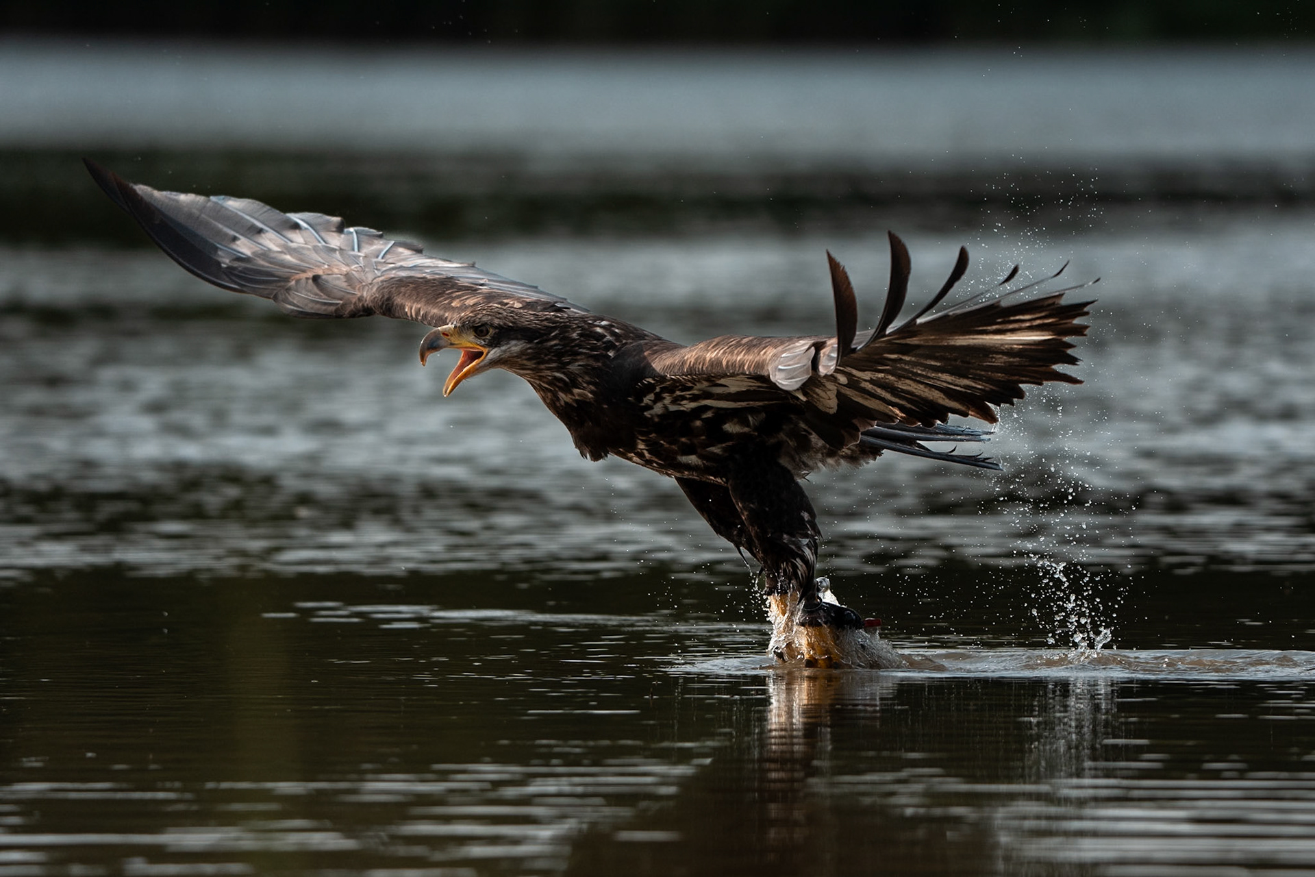 Orel bělohlavý Junior Edie 3 roky