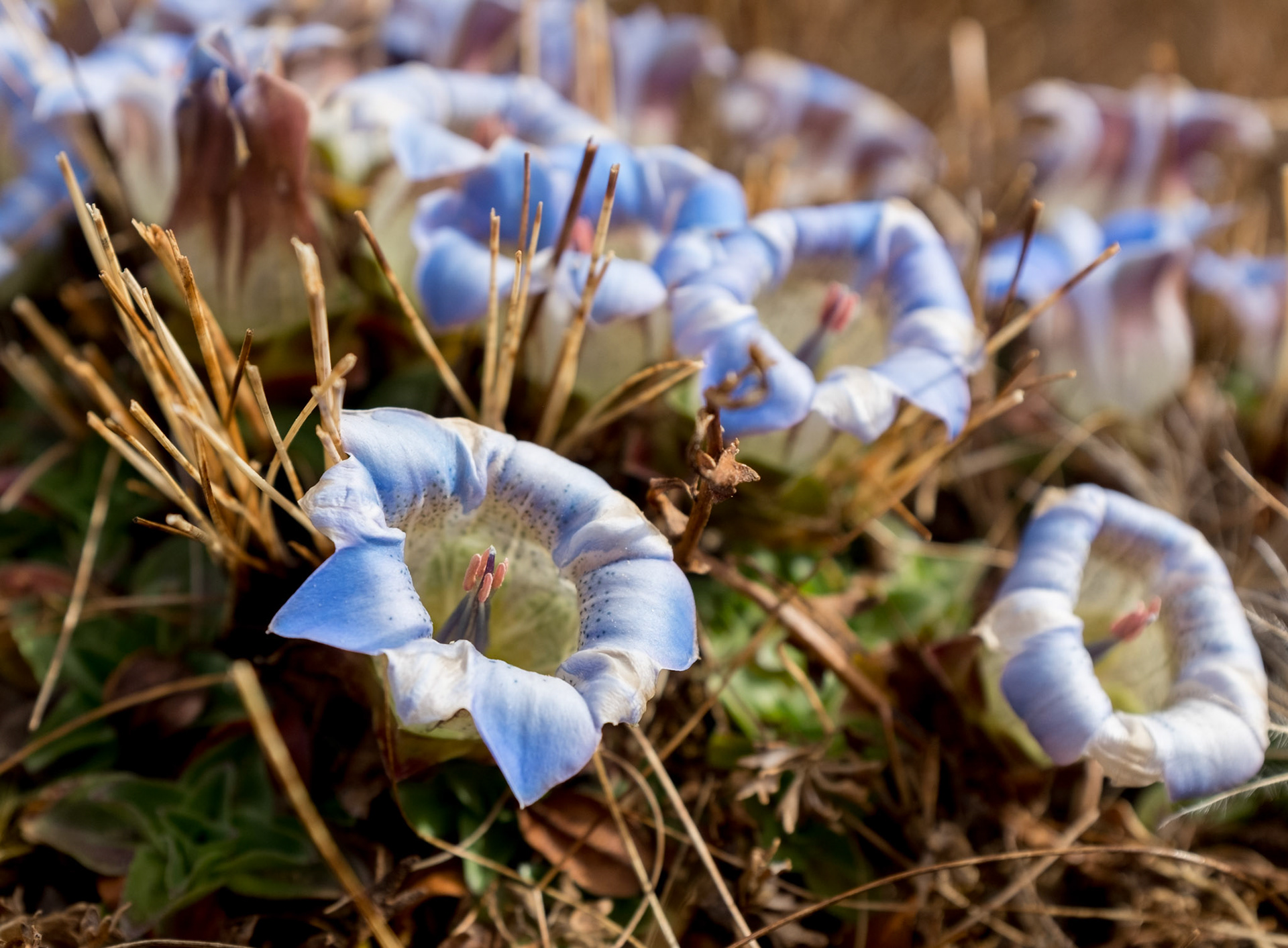 Druk Path Trek - 3. den