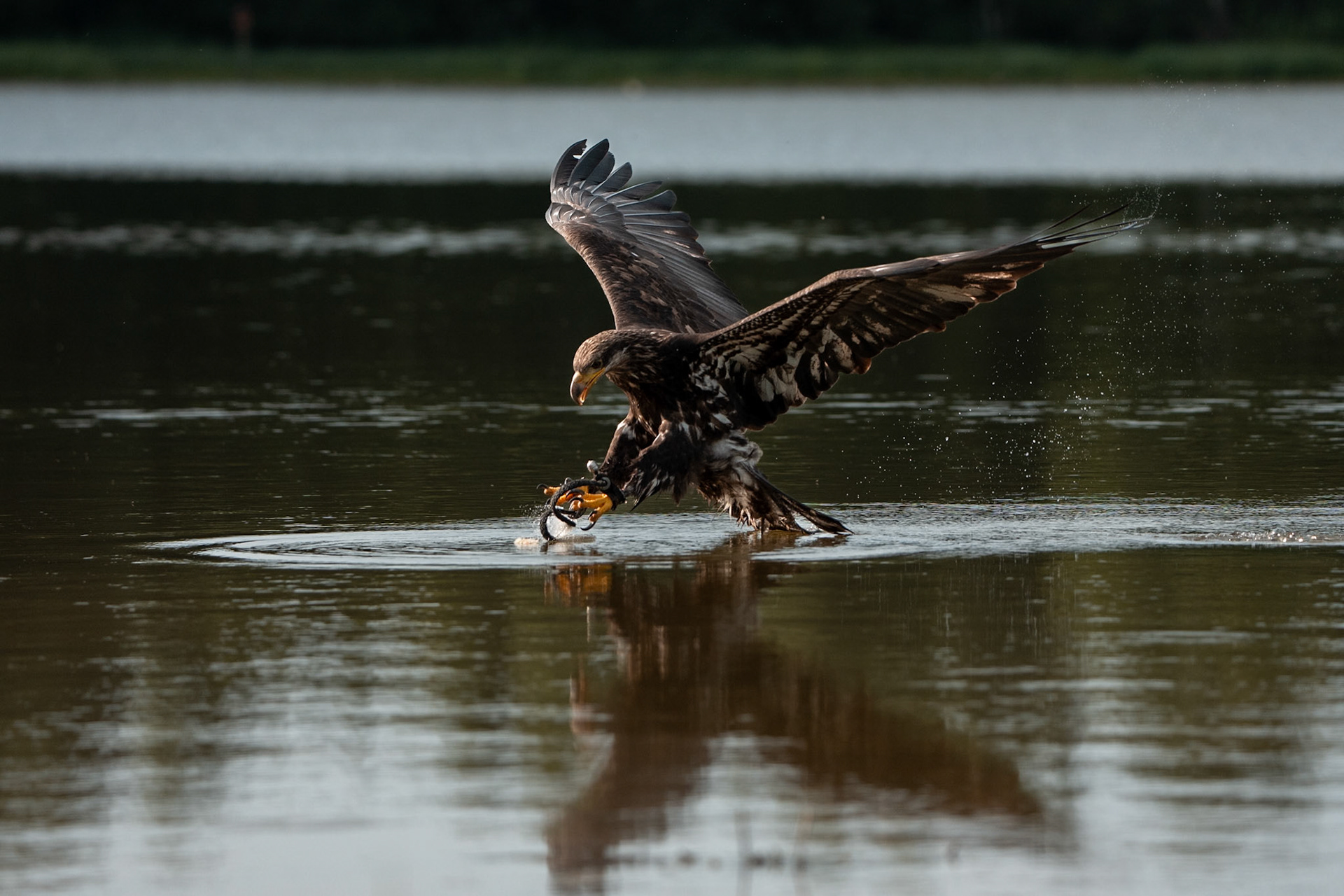 Orel bělohlavý Junior Edie 3 roky