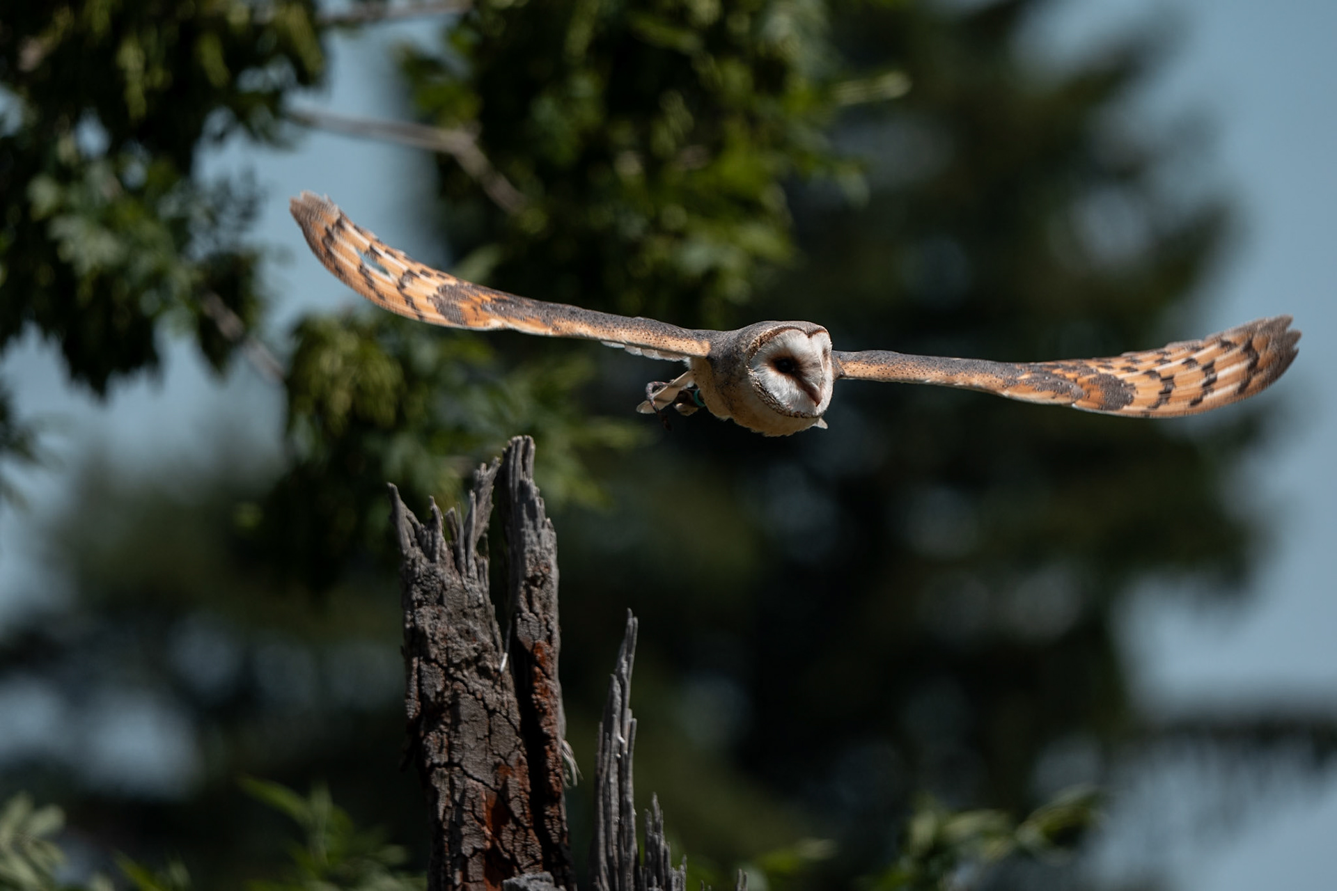 Sova pálená Zuzana, 1 rok
