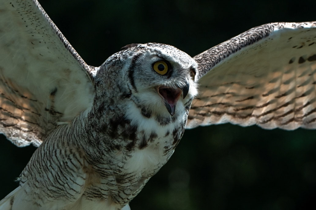 Výr virginský Viky, 13 let