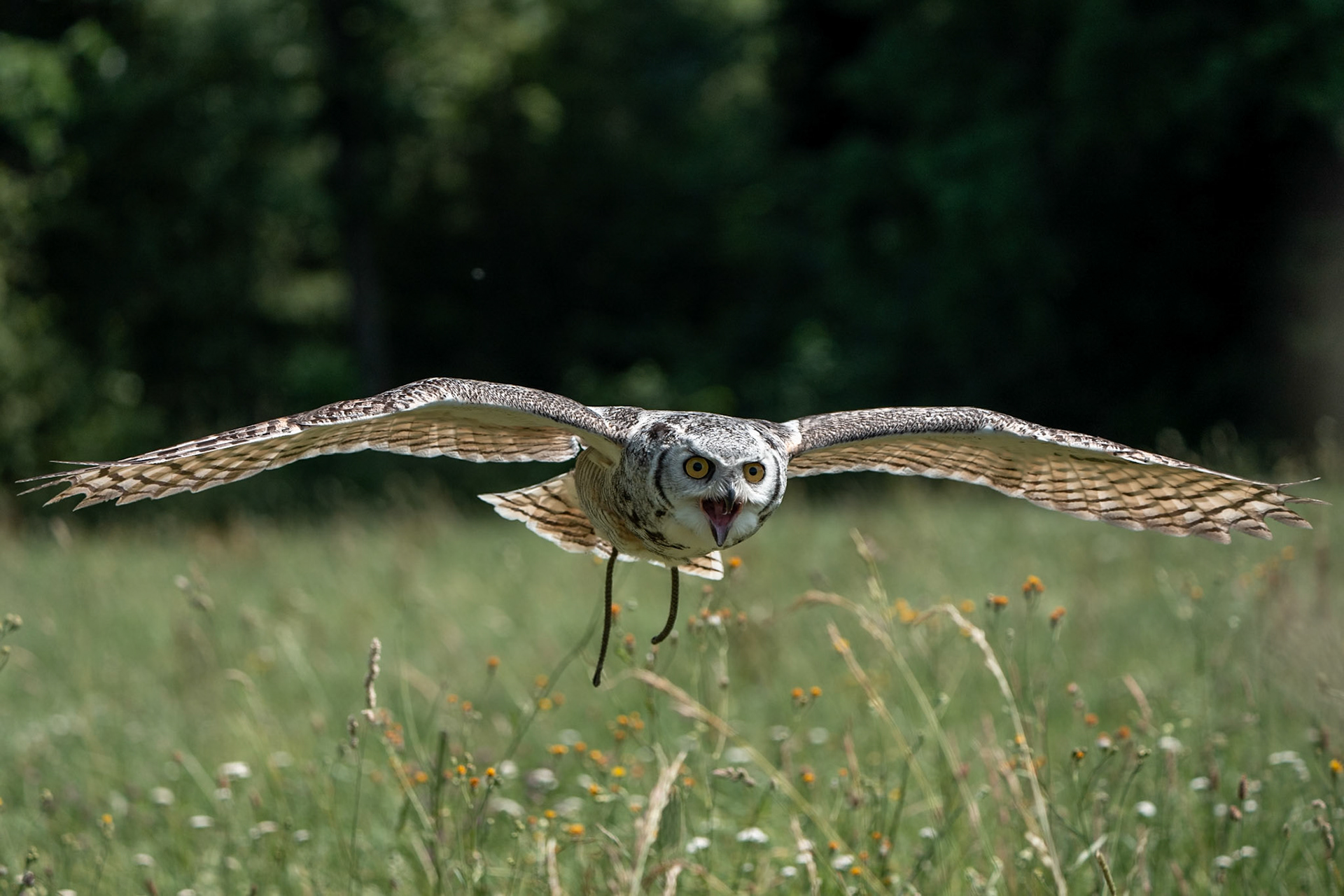 Výr virginský Viky, 13 let