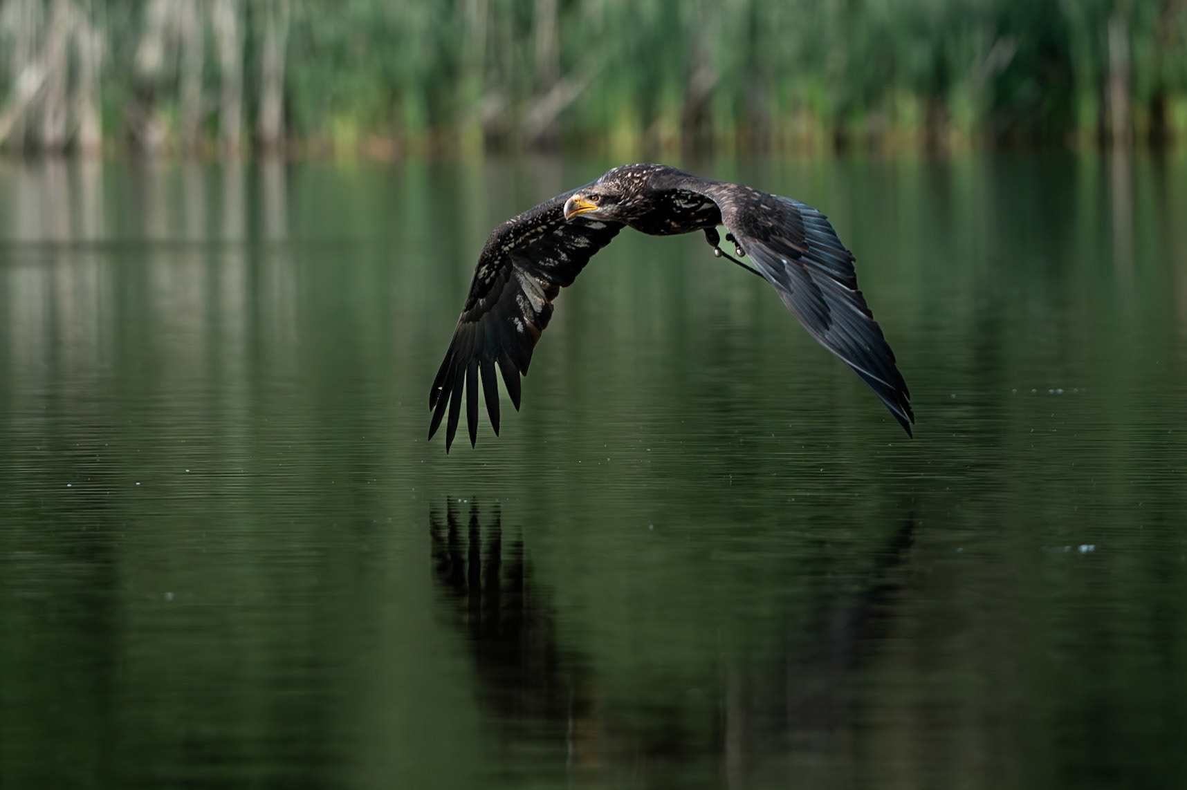 Orel bělohlavý Junior Edie 3 roky