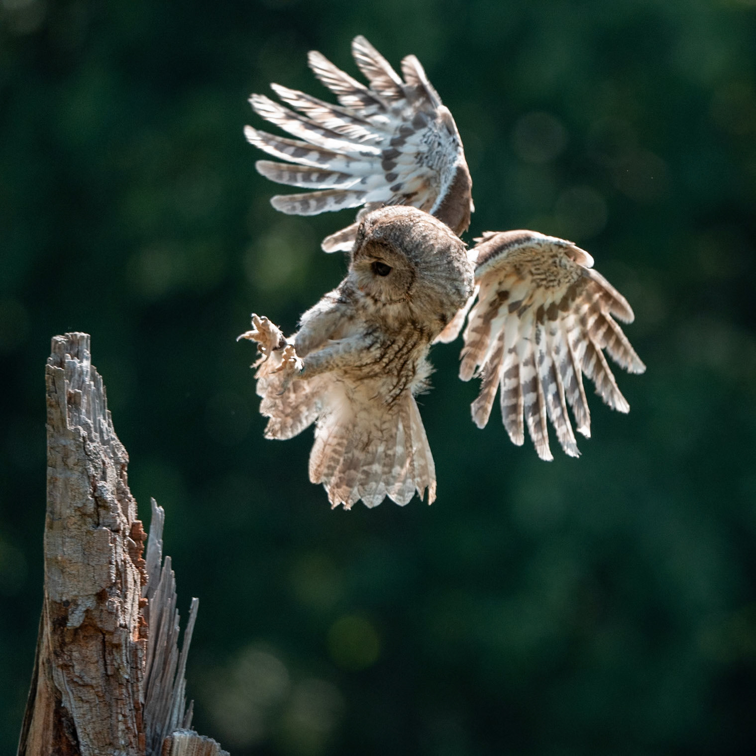 Puštík obecný Pušťa, 4 roky