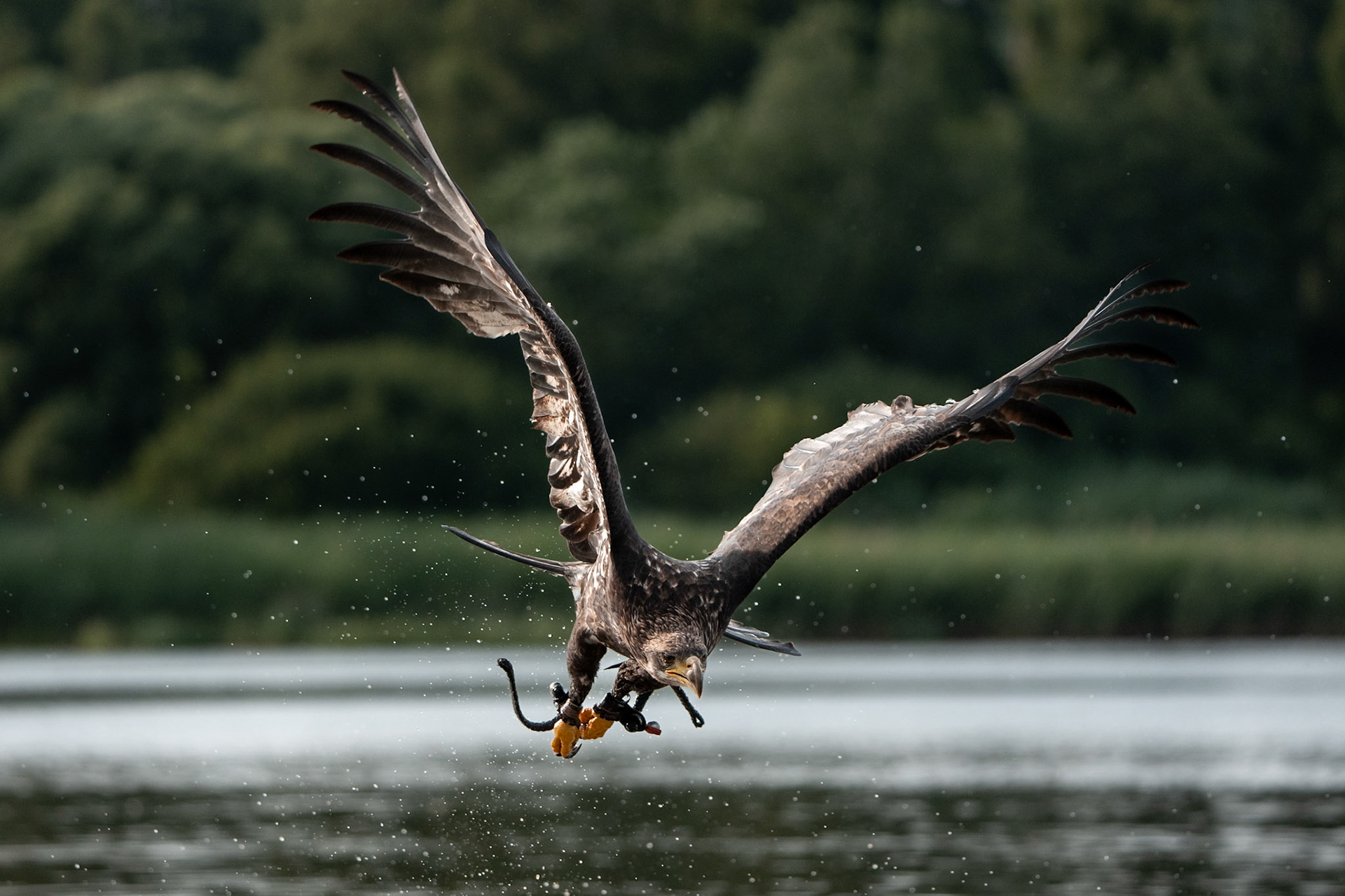 Orel bělohlavý Junior Edie 3 roky