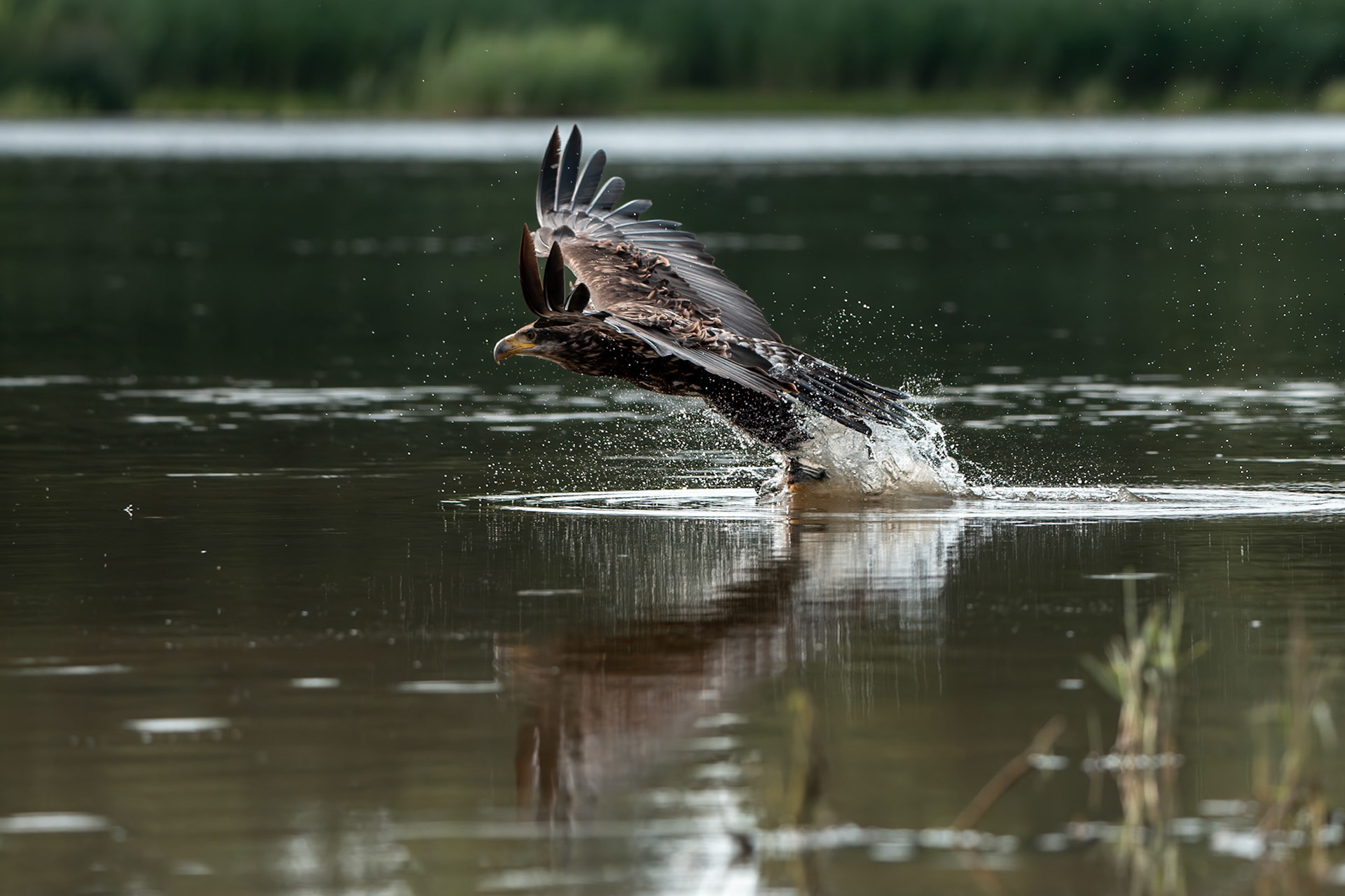 Orel bělohlavý Junior Edie 3 roky