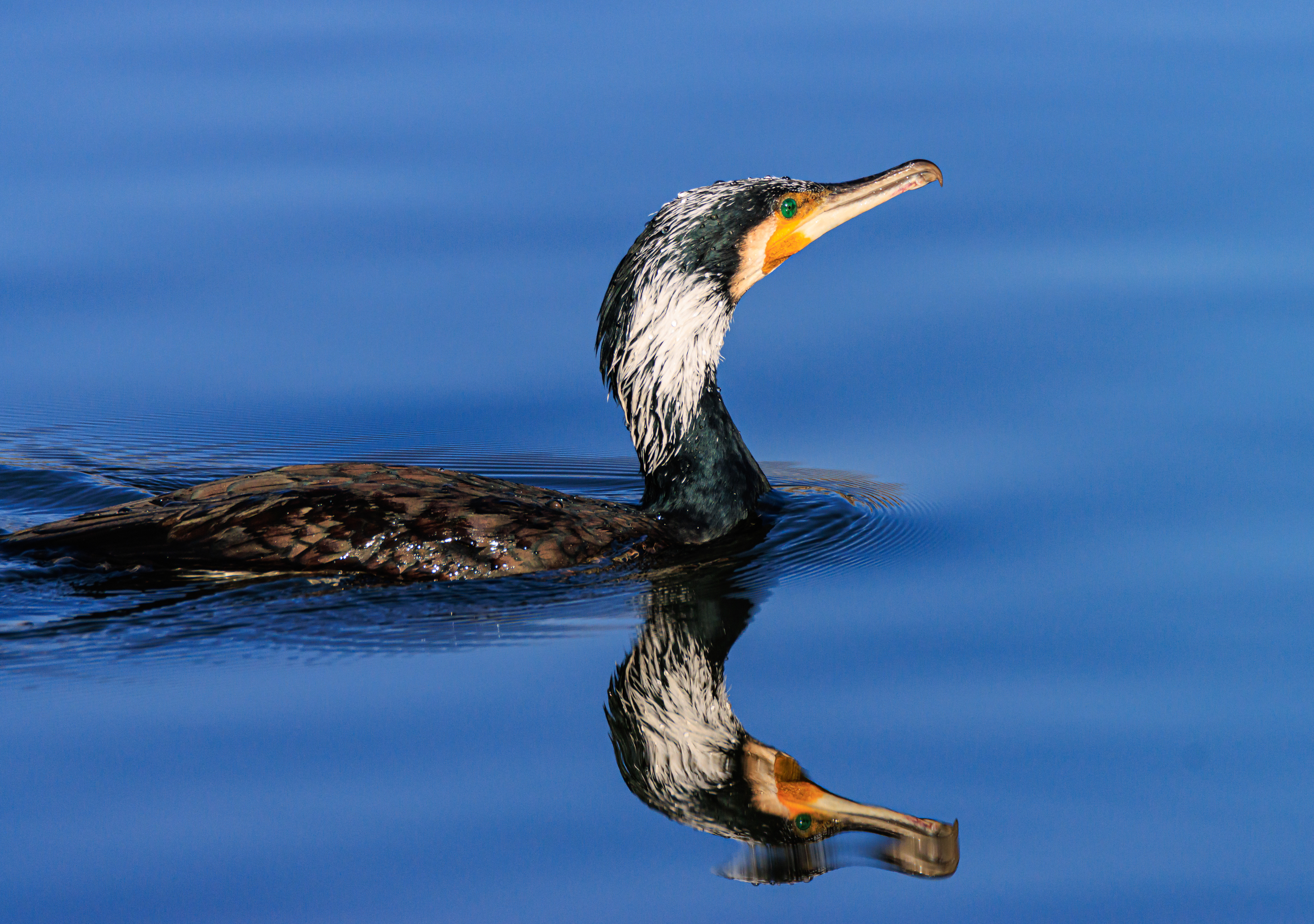 Great cormorant - Большой баклан - קרמורן גדול