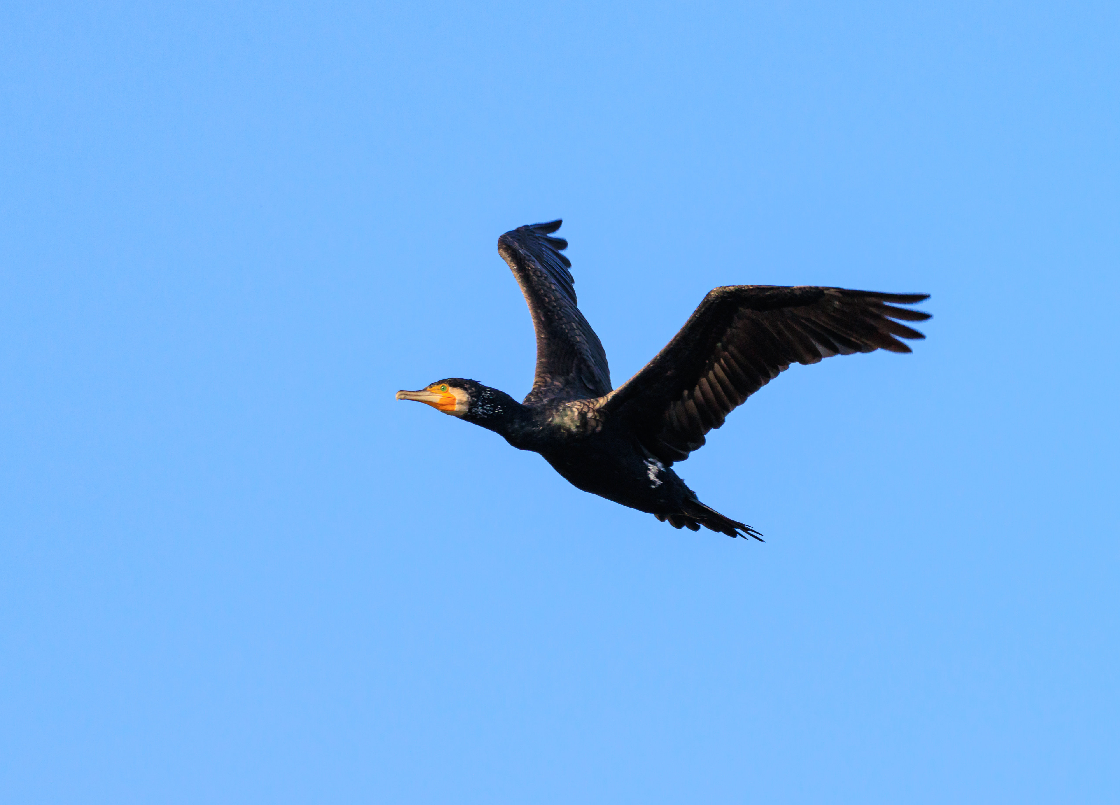 Great cormorant - Большой баклан - קרמורן גדול