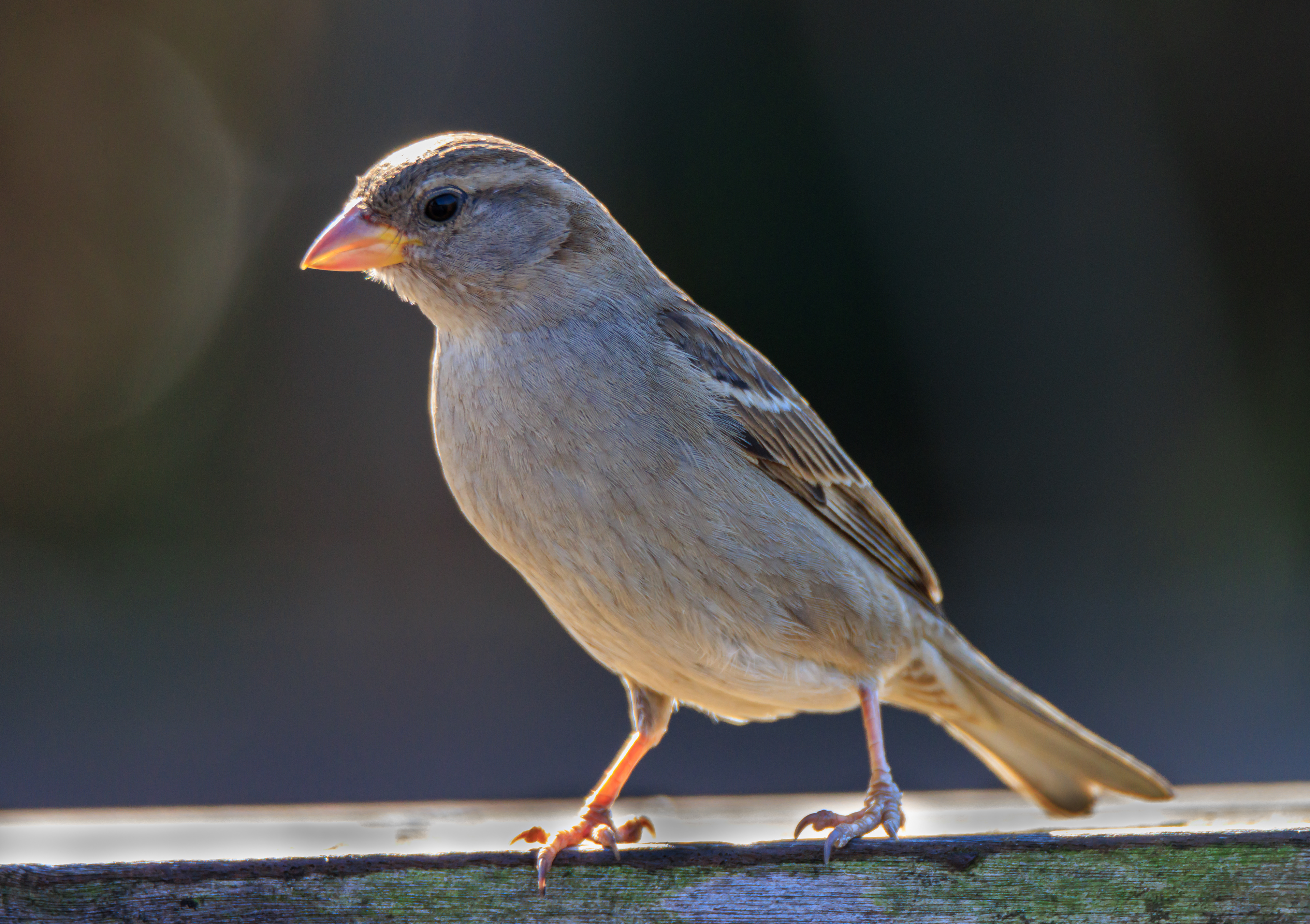 Sparrow - Воробей - דרור