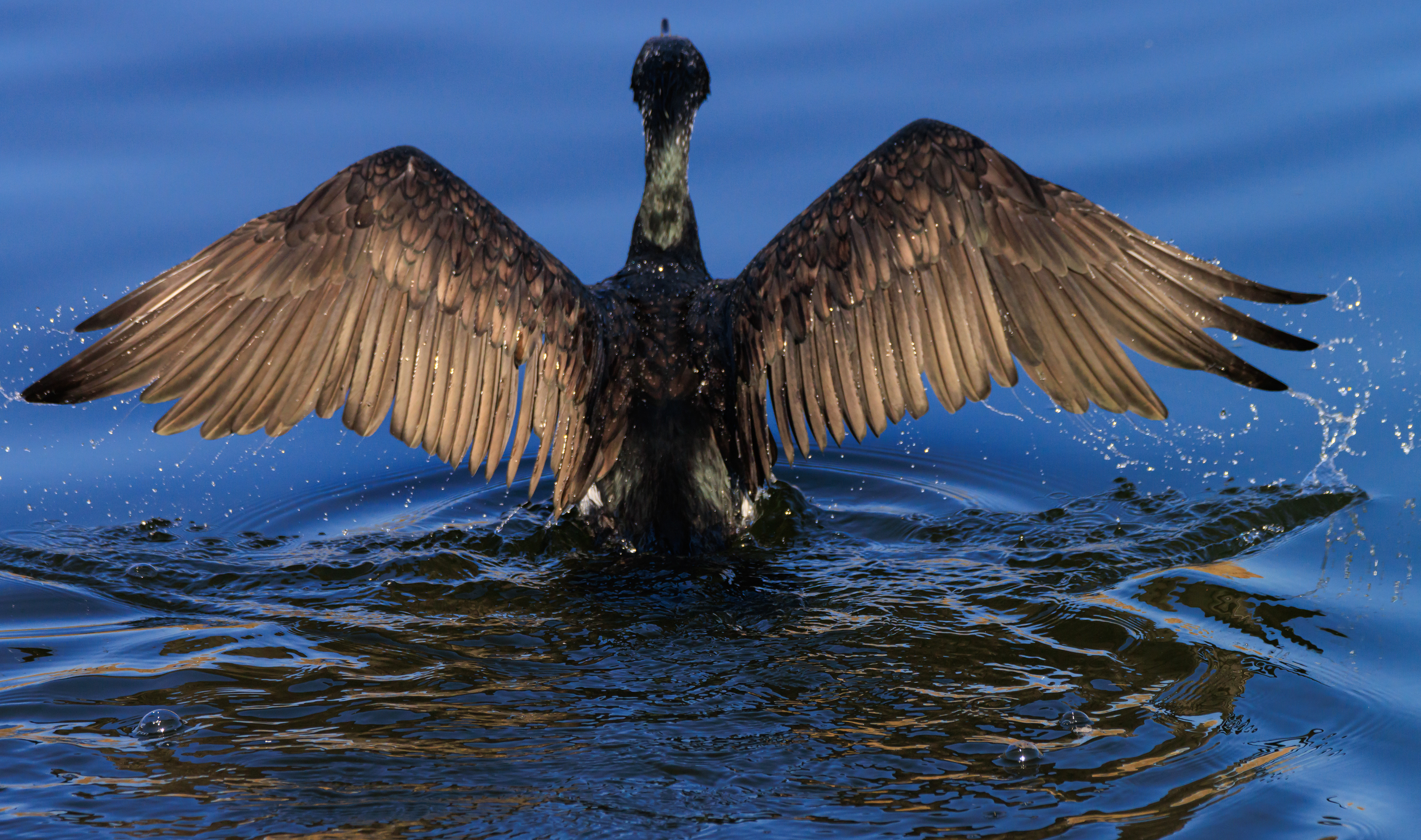 Great cormorant - Большой баклан - קרמורן גדול